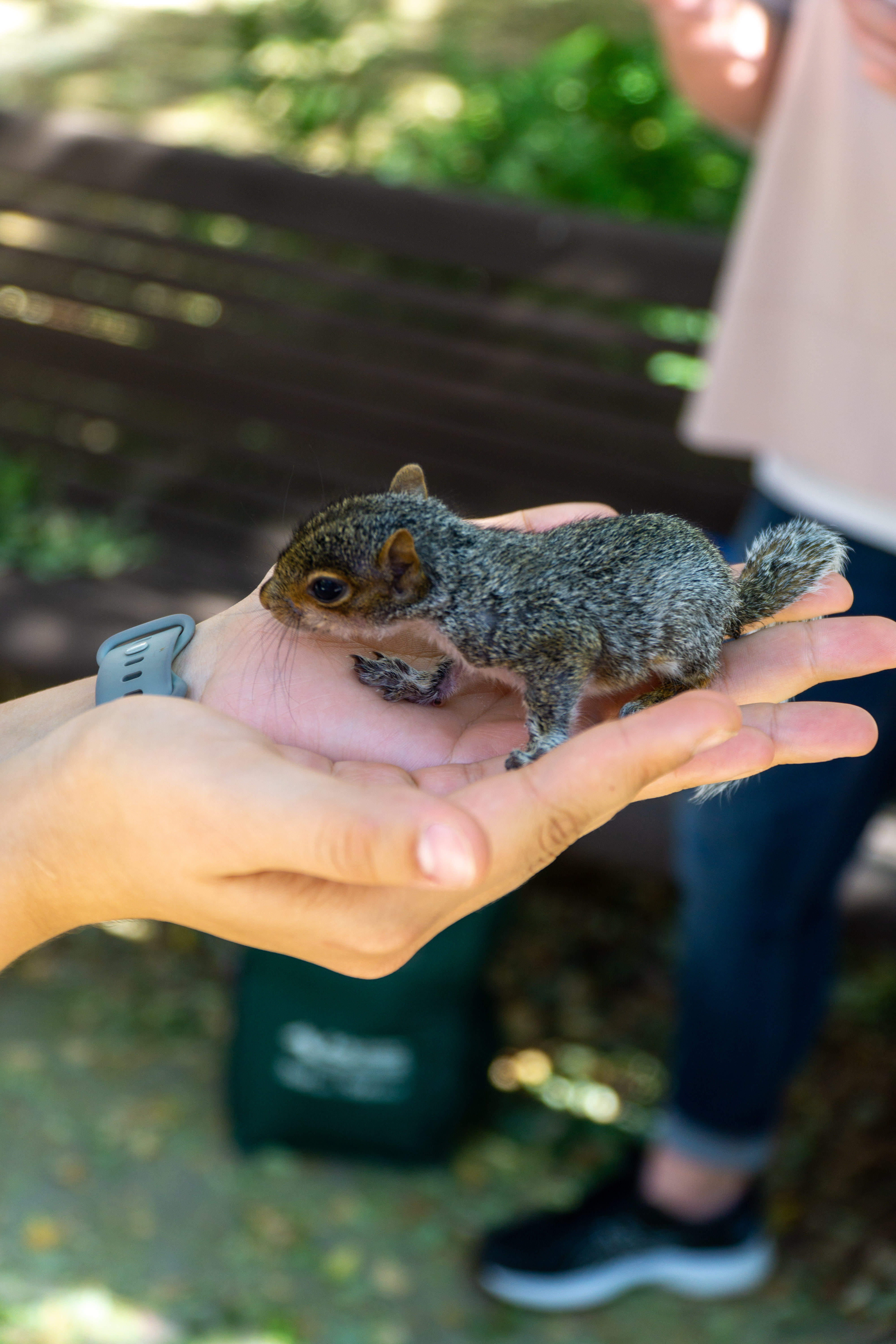 The baby squirrel rescued by Sarah Kegley. Photo credit: Thomas Bordeaux, ARCH 2022.
