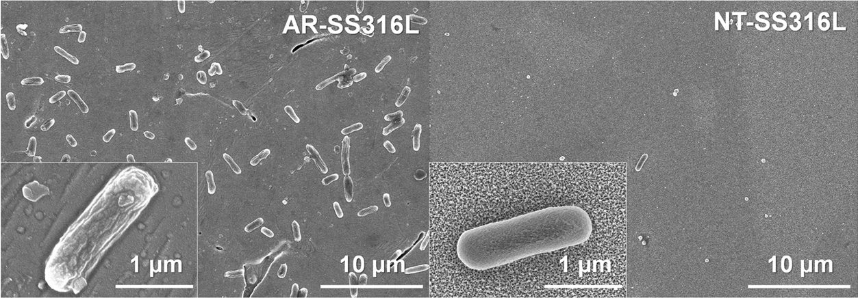 These scanning electron microscope images show the difference in adhesion of E. coli bacteria. The stainless steel sample on the left had no treatment, while the sample on the right was treated to create a nanotextured surface. (Credit: Yeongseon Jang, Georgia Tech)