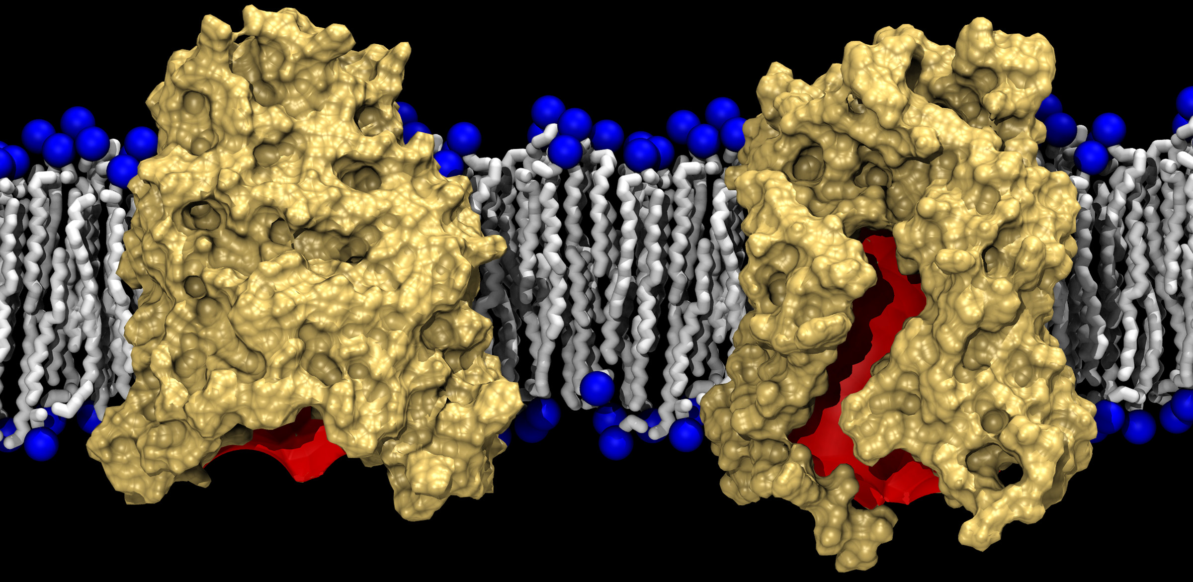 This graphic shows two conformations of BamA (gold) against a lipid bilayer background. The left side shows the crystallized form of BamA, almost completely closed, while the right shows a laterally open state revealed by the simulations. The red color denotes the interior of the barrel. (Courtesy of J.C. Gumbart)