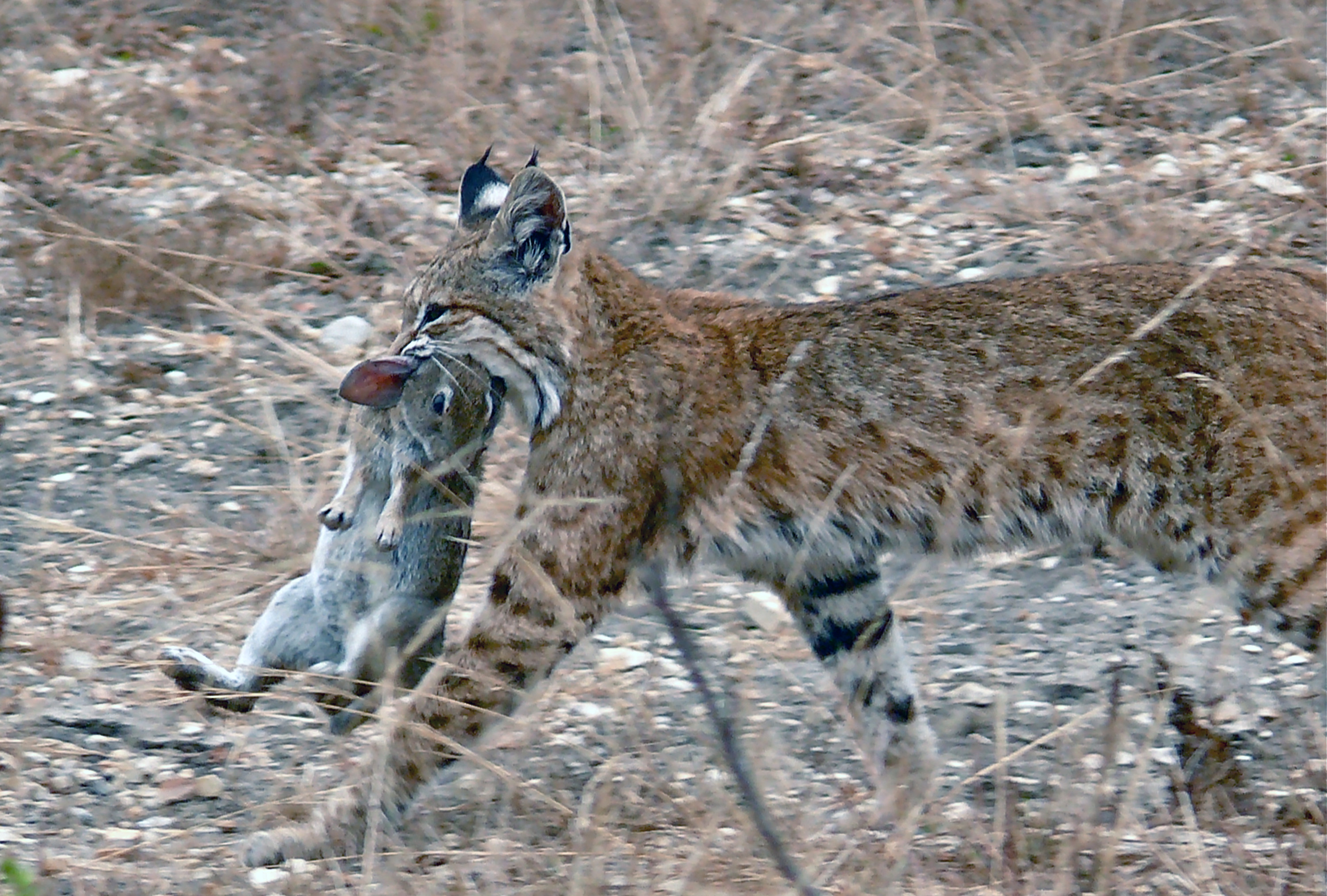 New research shows that the co-evolution of species can affect predator-prey relationships in substantial ways, potentially reversing traditional population cycles. In this photo, a bobcat catches a rabbit in Montana de Oro State Park in California. (Photo by Linda Tanner, available through Wikimedia Commons)