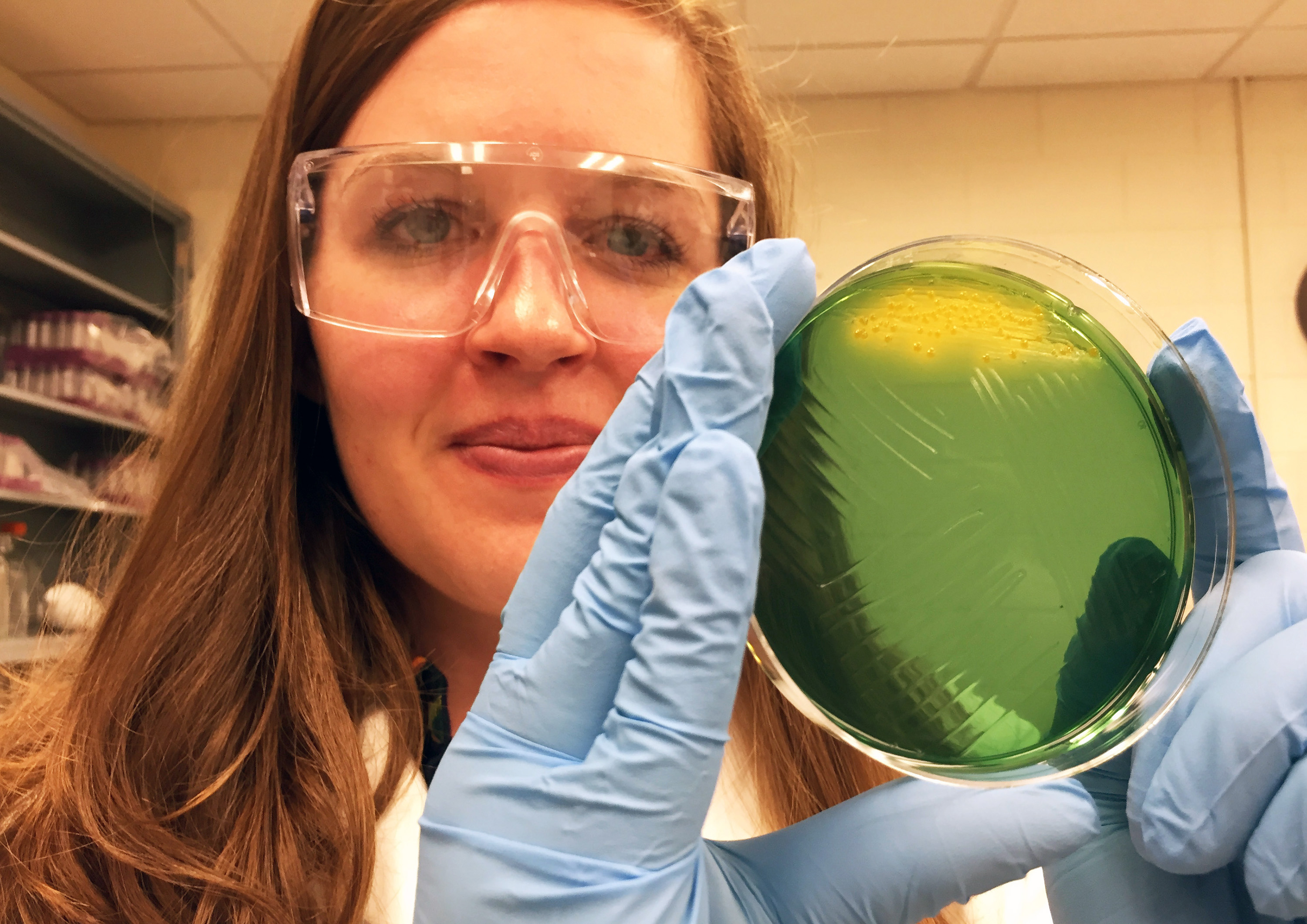 Eryn Bernardy, a doctoral candidate in Georgia Tech’s School of Biology, holds an agar plate on which cholera colonies (yellow) are growing. Bernardy is first author on a new paper describing research into the diversity and resourcefulness of the bacterium. (Credit: John Toon, Georgia Tech)  