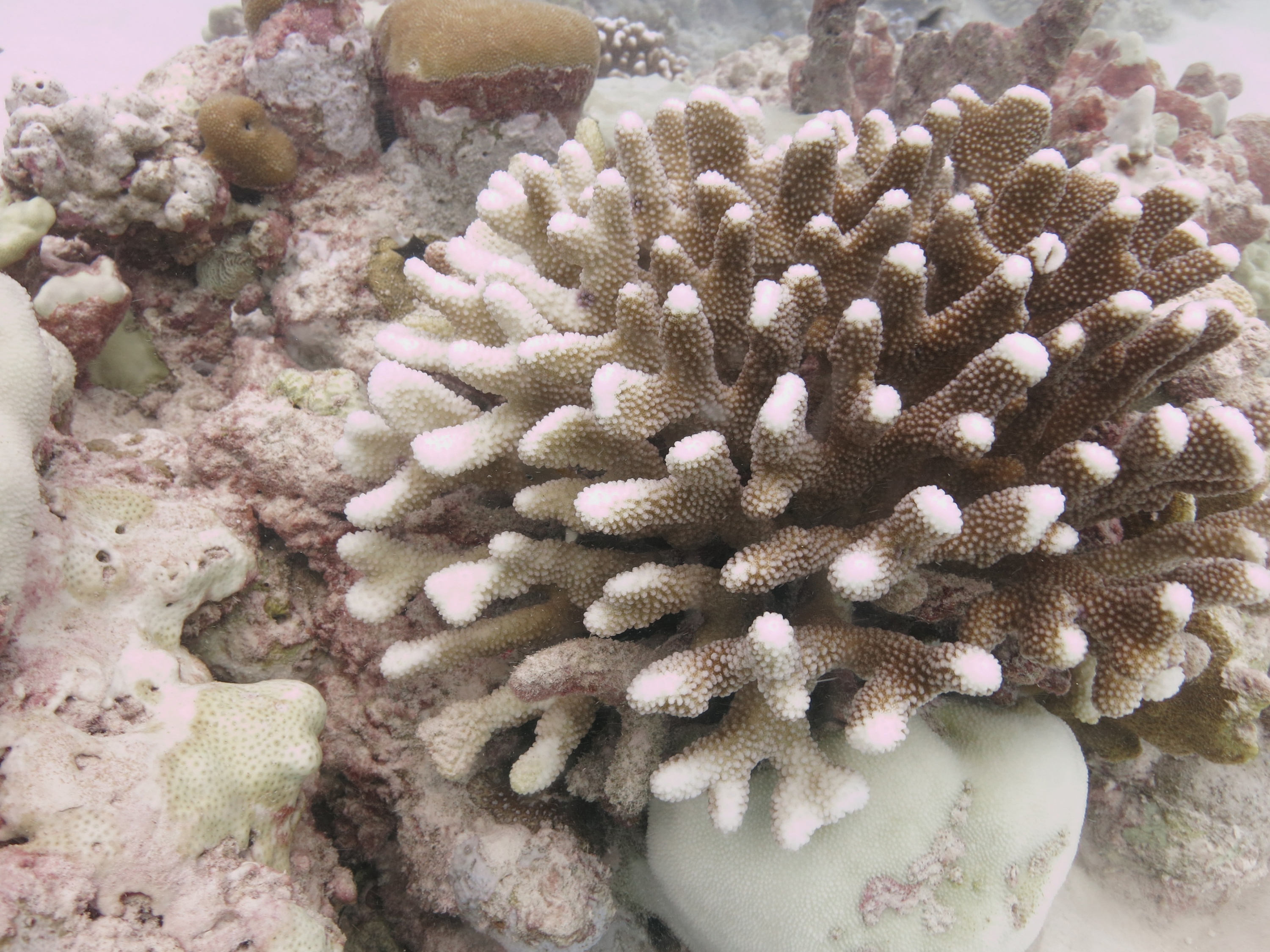A Pocillopora coral colony is shown in the process of bleaching on a Christmas Island reef in early November. (Credit: Pamela Grothe, Georgia Tech)
