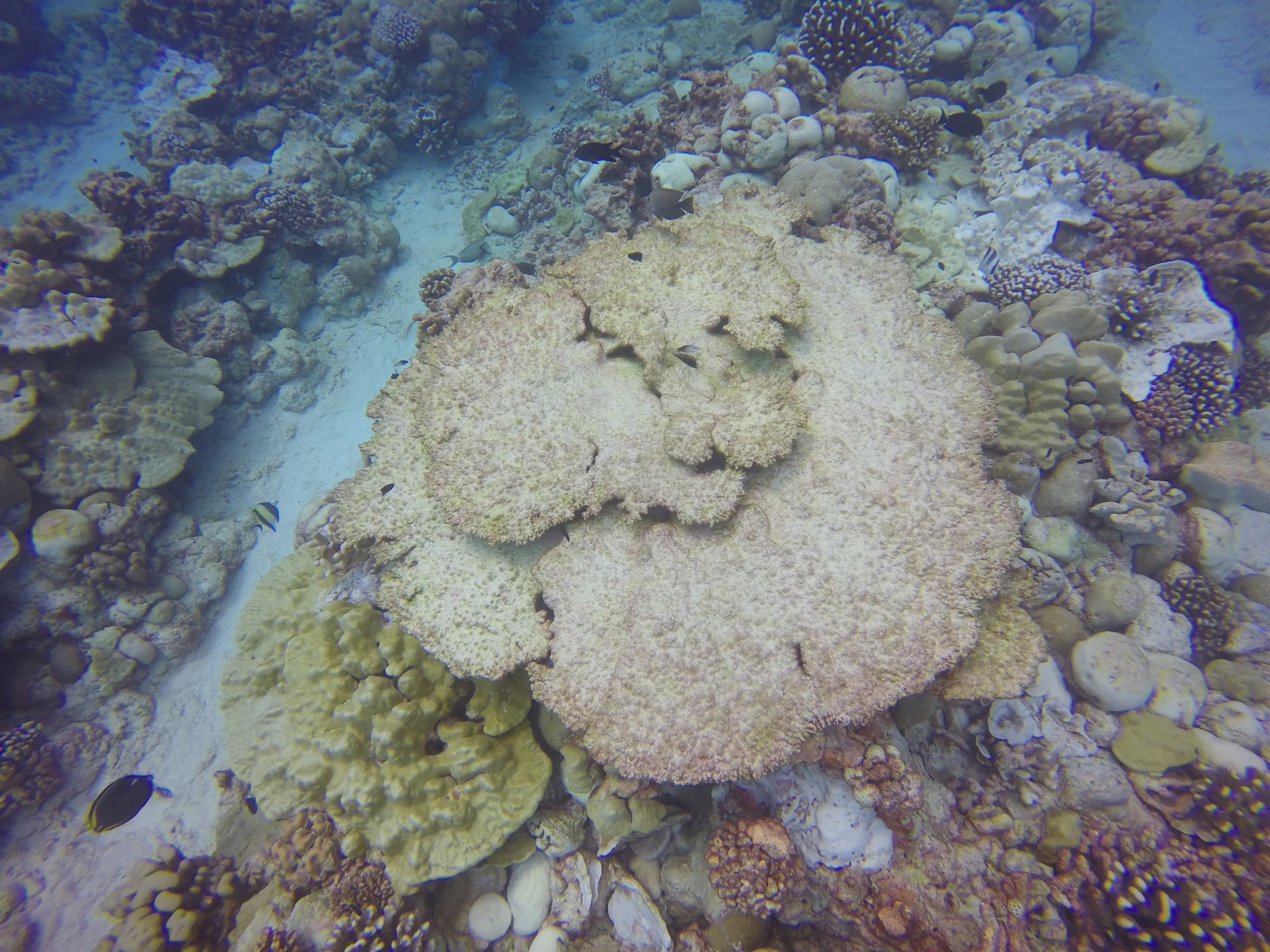 A large dead Acropora coral colony is surrounded by more stress-tolerant species on a Christmas Island reef. Thermal stress affects some coral species more than others. (Credit: Kim Cobb, Georgia Tech)