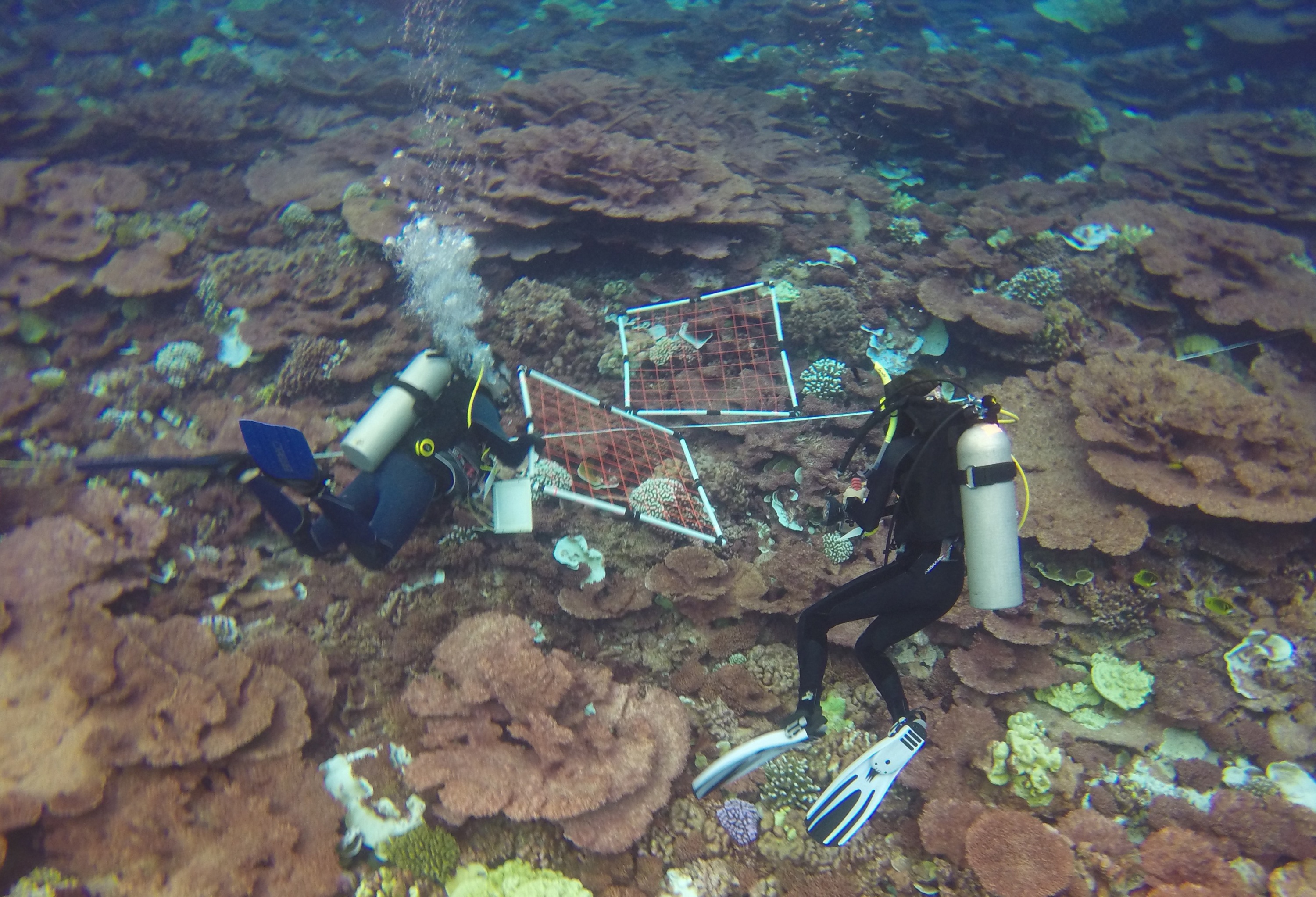 Georgia Tech graduate student Pamela Grothe performs benthic surveys in a field of dead Acropora coral colonies on a Christmas Island reef. (Credit: Kim Cobb, Georgia Tech)