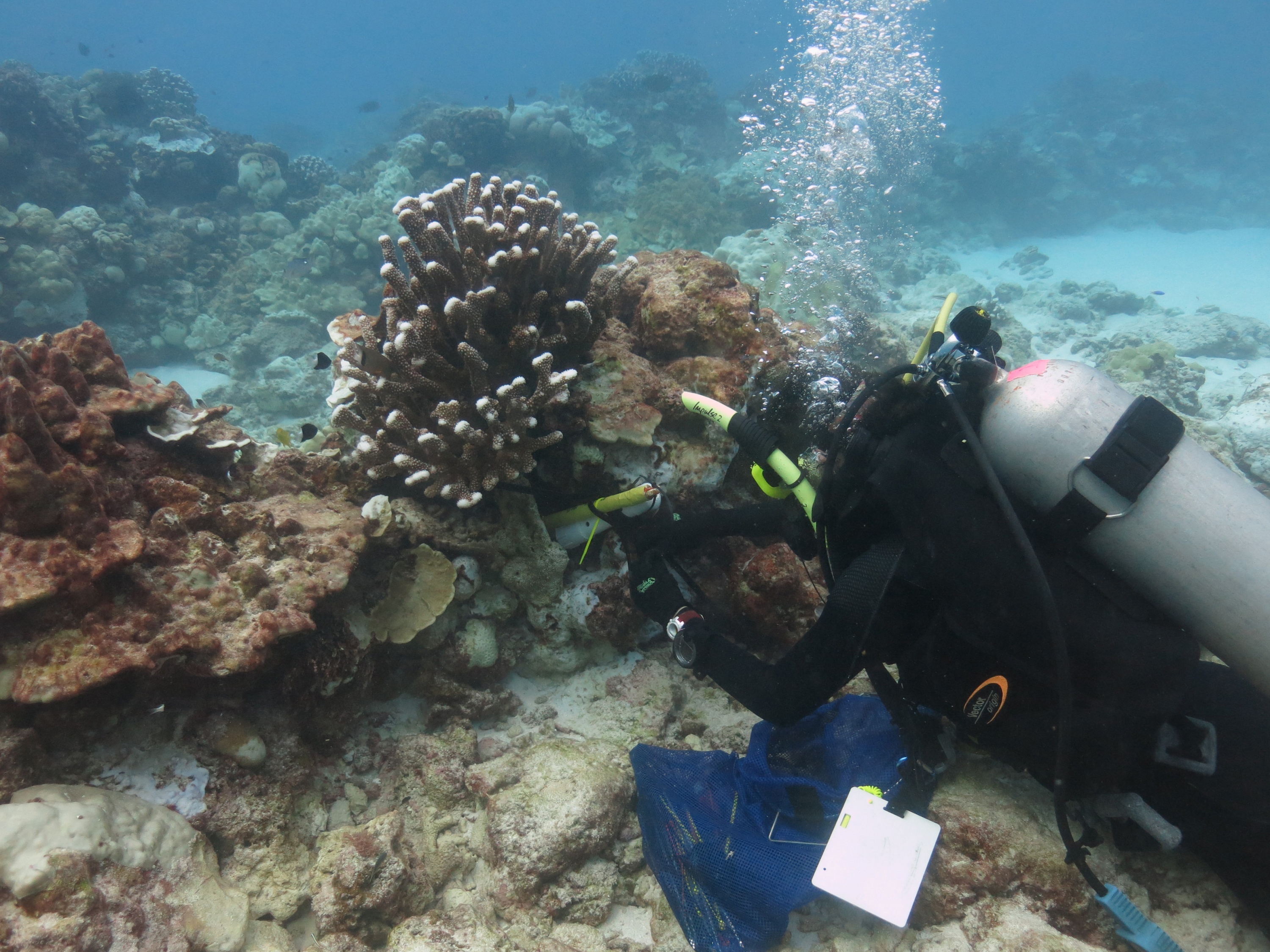Graduate student Pamela Grothe installs temperature and salinity logging devices on a Christmas Island coral reef to monitor conditions through the current El Niño event. (Credit: Alyssa Atwood, Georgia Tech)