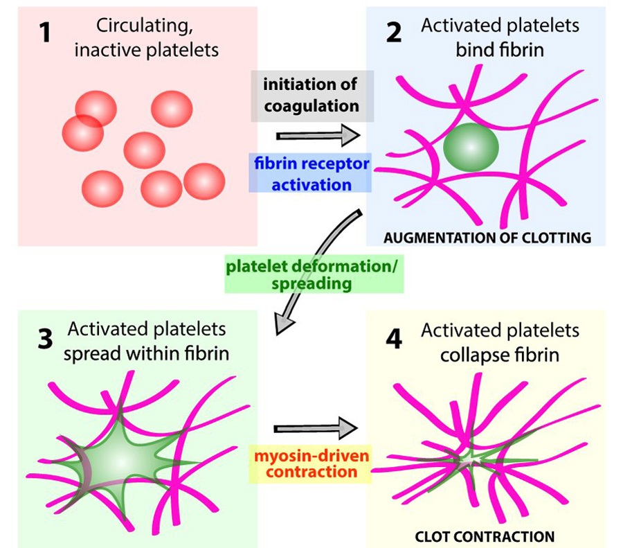 Plateletlike particles augment natural blood clotting for treating