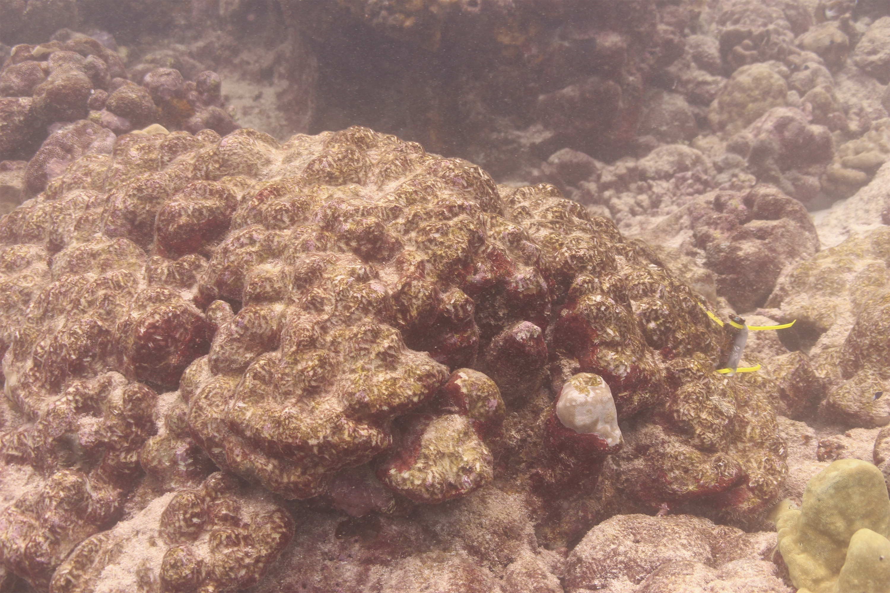 In November of 2015, 30 percent of coral at Christmas Island were dead. This month, 80 percent have perished.