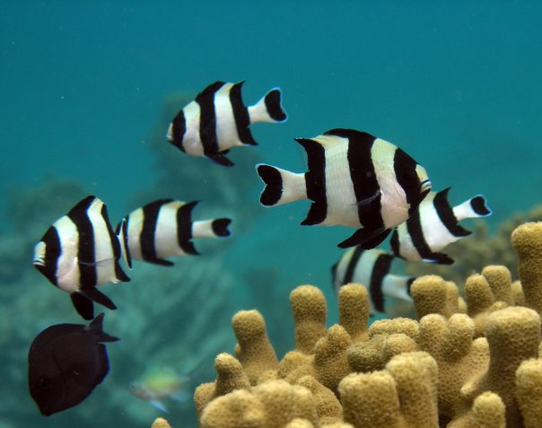 Juvenile fishes from a carbon dioxide seep, such as damselfishes (pictured above), were less able to detect predator odor than fishes from a control coral reef, according to a new study in Nature Climate Change.