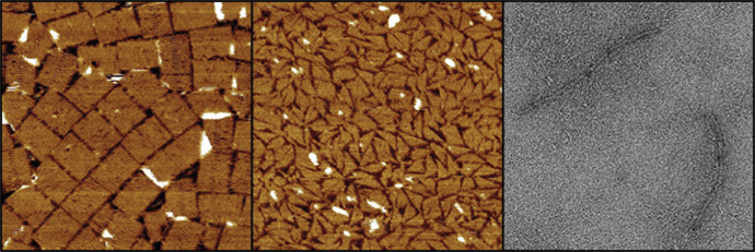 The figure shows three different DNA nanostructures assembled at room temperature in water-free glycholine (left) and in 75 percent glycholine-water mixture (center and right). The structures are (from left to right) a tall rectangle two-dimensional DNA origami, a triangle made of single-stranded tails, and a six-helix bundle three-dimensional DNA origami. (Image courtesy of Isaac Gállego).