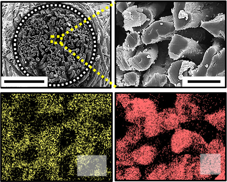 Scanning electron microscope images show details of the cotton-based electrodes used in a new biofuel cell. (Credit: Georgia Tech/Korea University)