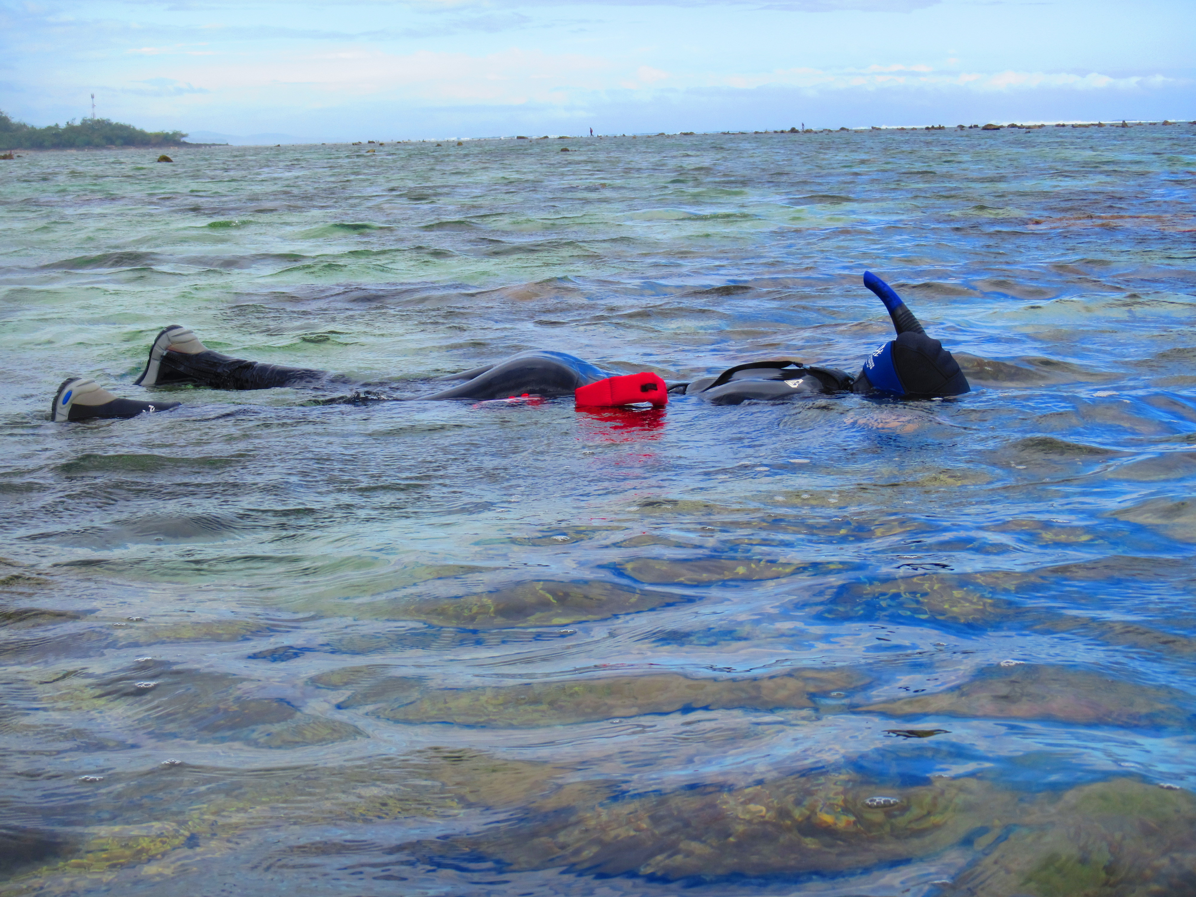 Researchers donned snorkels and examined three marine areas in Fiji that had adjacent fished areas. The country has established no-fishing areas to protect its healthy habitats and also to allow damaged reefs to recover over time. Credit: Danielle Dixson.