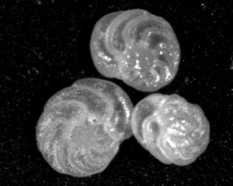 The research team analyzed the fossilized shells of bottom dwelling single-celled organisms (foraminifera) for specific oxygen and carbon isotope ratios. Credit: Jean Lynch-Stieglitz.