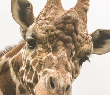 Humans and 21 other species of mammals, including giraffes, have the same eyelash length - one-third as wide as their eye.