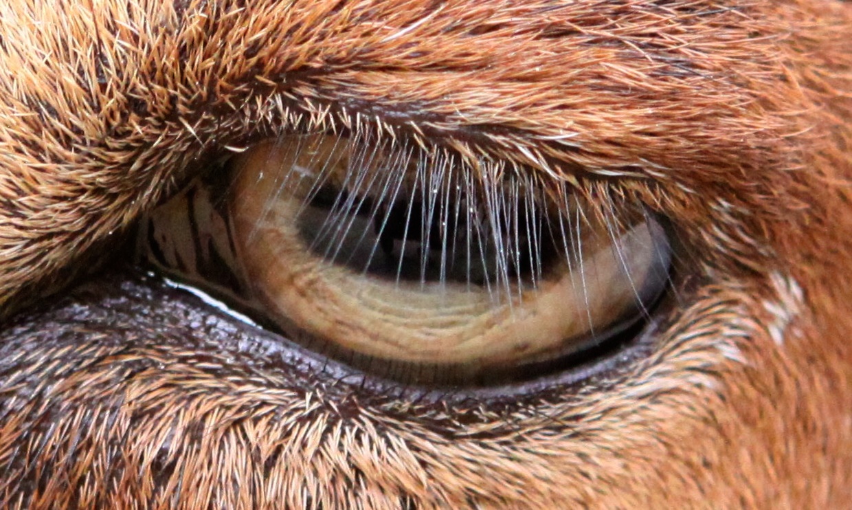 Eyelashes of 22 mammals, including goats (pictured) and humans are the same: one-third the length as the width of the eye.