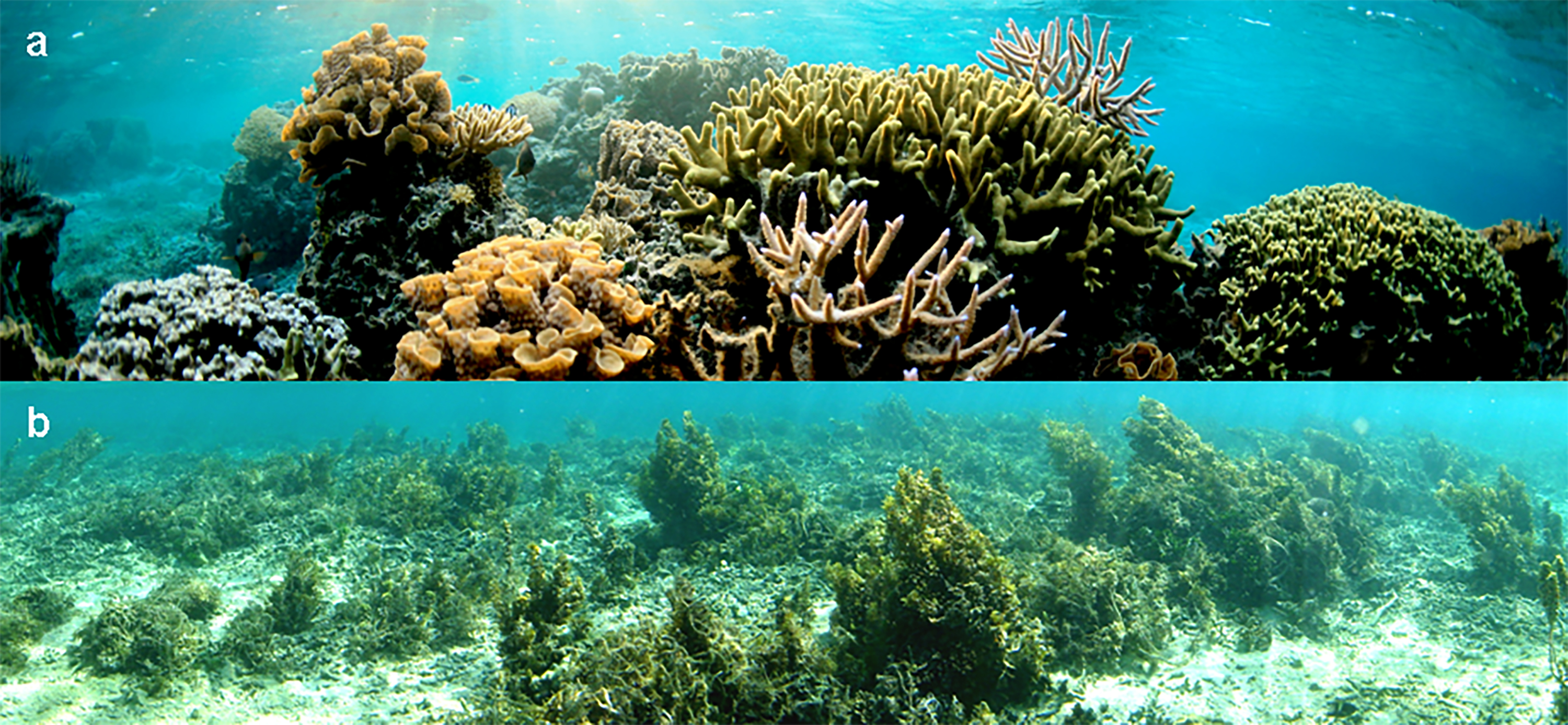 At top, a Pacific reef off of Fiji where fishing is banned. Corals are vibrant, and reefs grow high and robust. At bottom, a reef next to the first one, but where fishing is allowed and waters and heavily fished. With few fish left to eat the seaweed, the plant overgrowns the reefs and shades them out. Credit: Georgia Tech / Hay lab