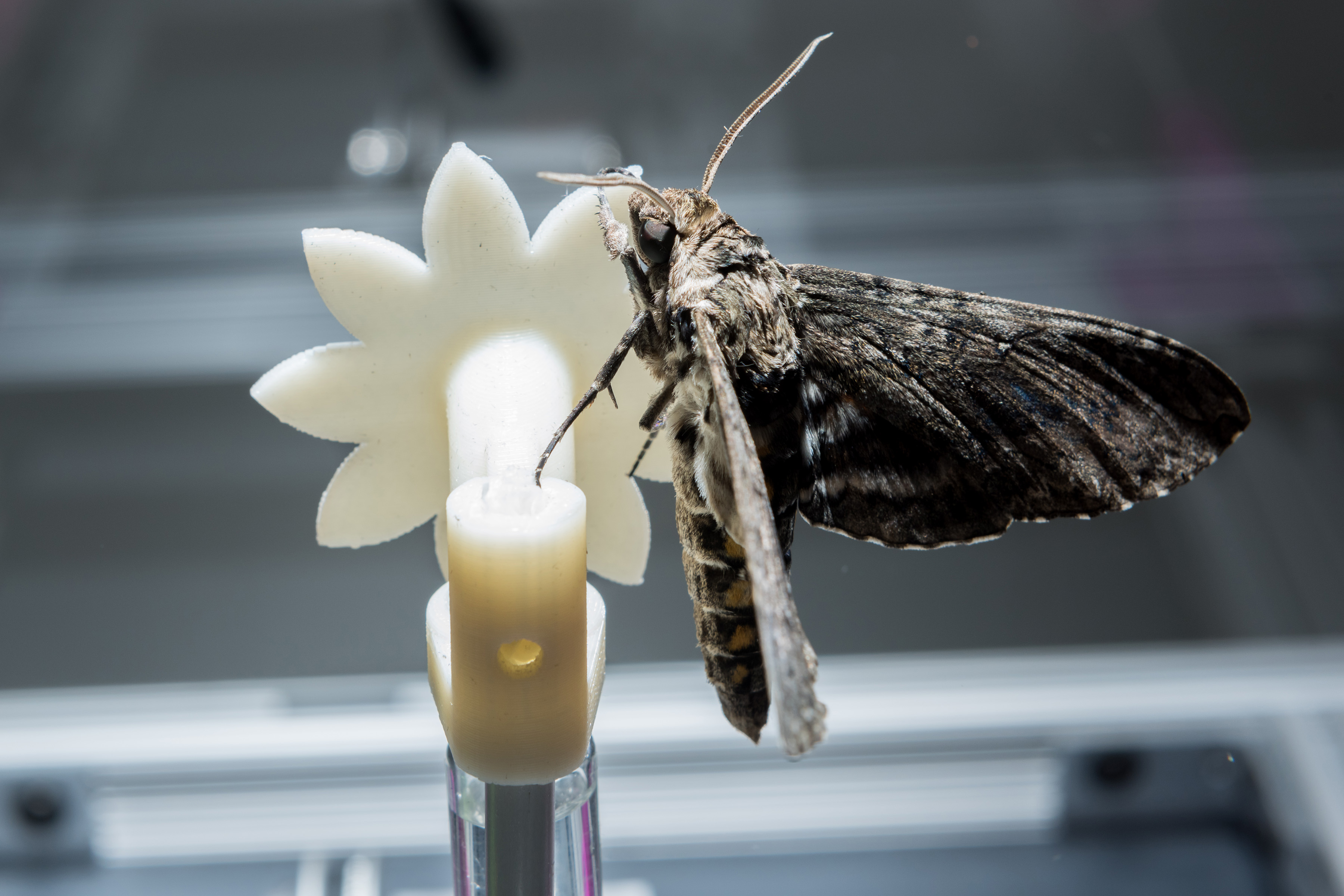 A hawk moth is shown on a robotic flower used to study the insect’s ability to track the moving flower under low-light conditions. The research shows that the creatures can slow their brains to improve vision under low-light conditions – while continuing to perform demanding tasks. (Credit: Rob Felt, Georgia Tech)