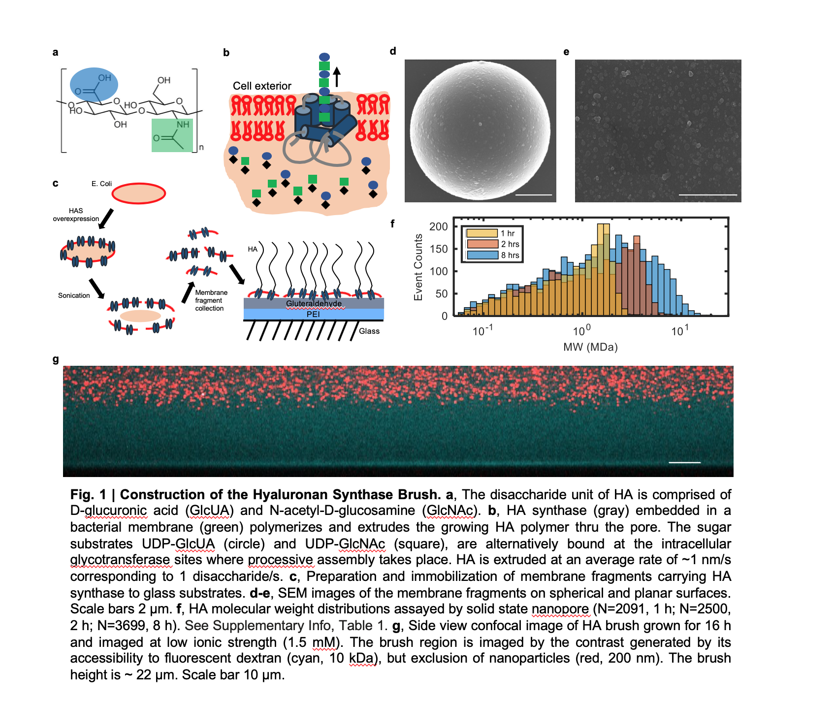 Hyaluronan brush made my engineered enzyme placed on a surface. Credit: Georgia Tech / Weibin Wei