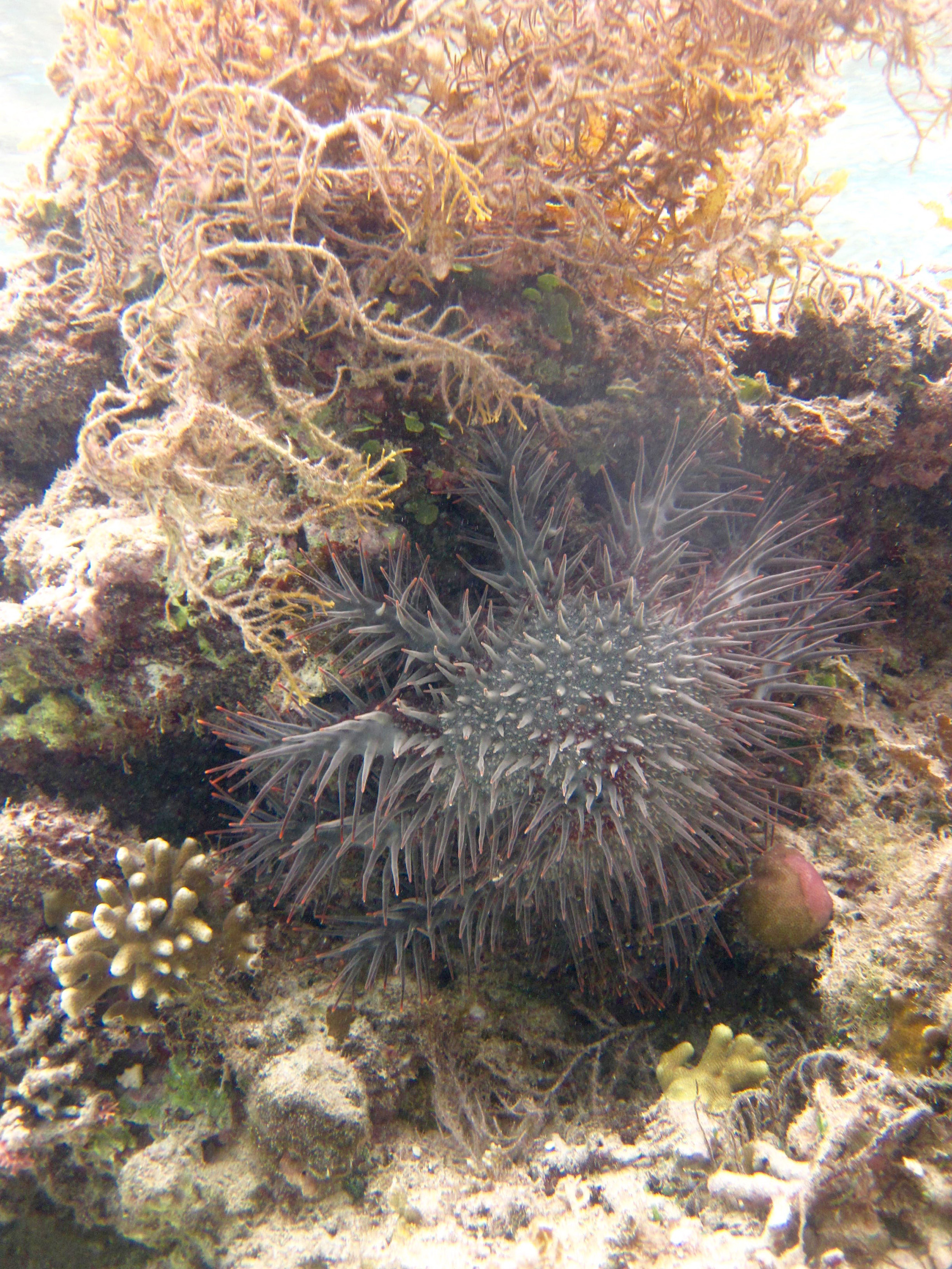 Images show a crown-of-thorns sea star feeding on exposed coral, below a large tuft of Sargassum seaweed. The organism climbs on top of the coral to extrude its stomach and digest the tissue of the coral. The photos were taken in the non-protected fishing area on Votua Reef, on the Coral Coast of the Fiji Islands. (Credit: Cody Clements, Georgia Tech)