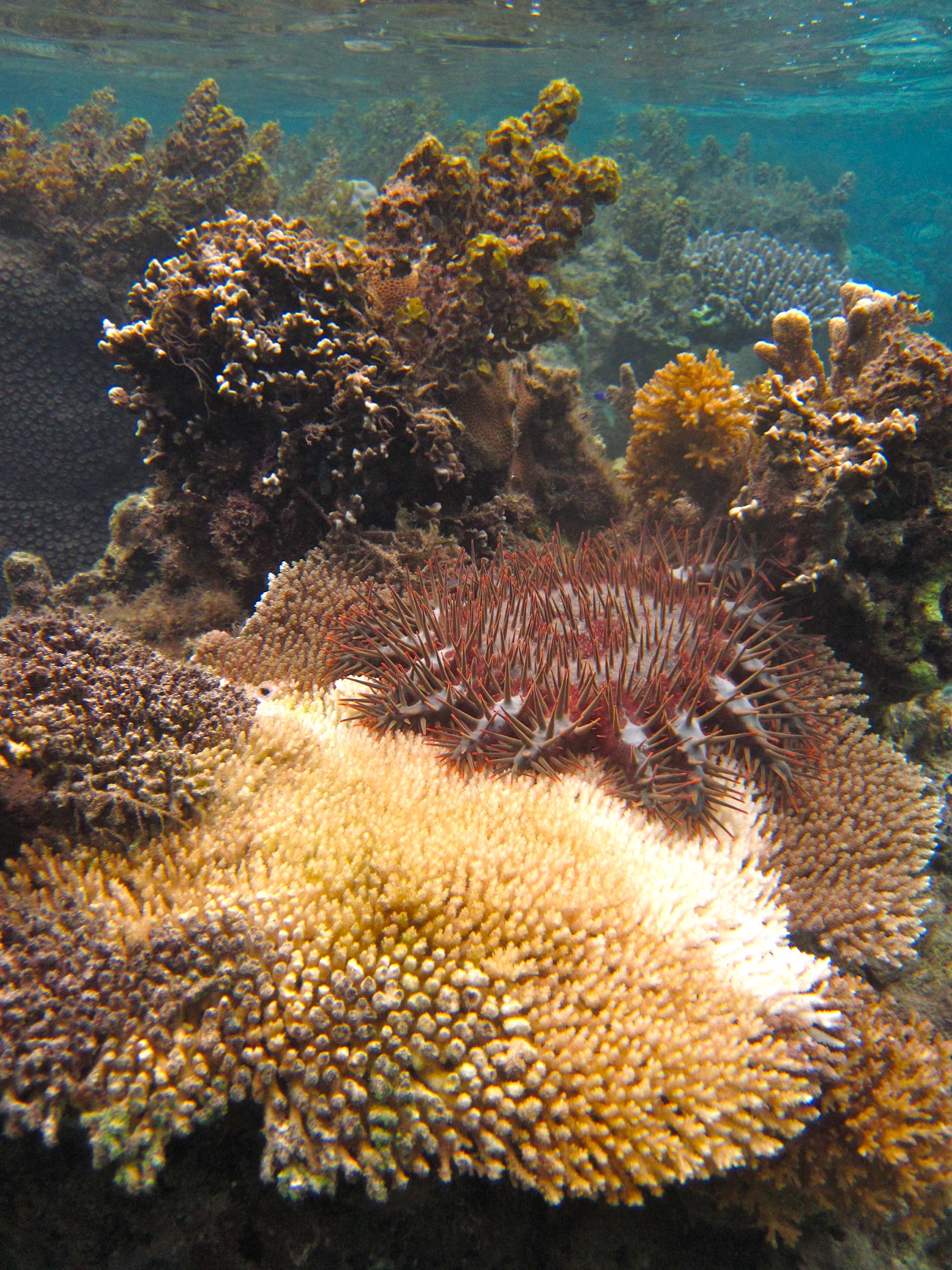 A crown-of-thorns sea star eating a coral from the genus Acropora, which is a preferred meal for the organism. The photos were taken in the non-protected fishing area on Votua Reef, on the Coral Coast of the Fiji Islands. (Credit: Cody Clements, Georgia Tech)