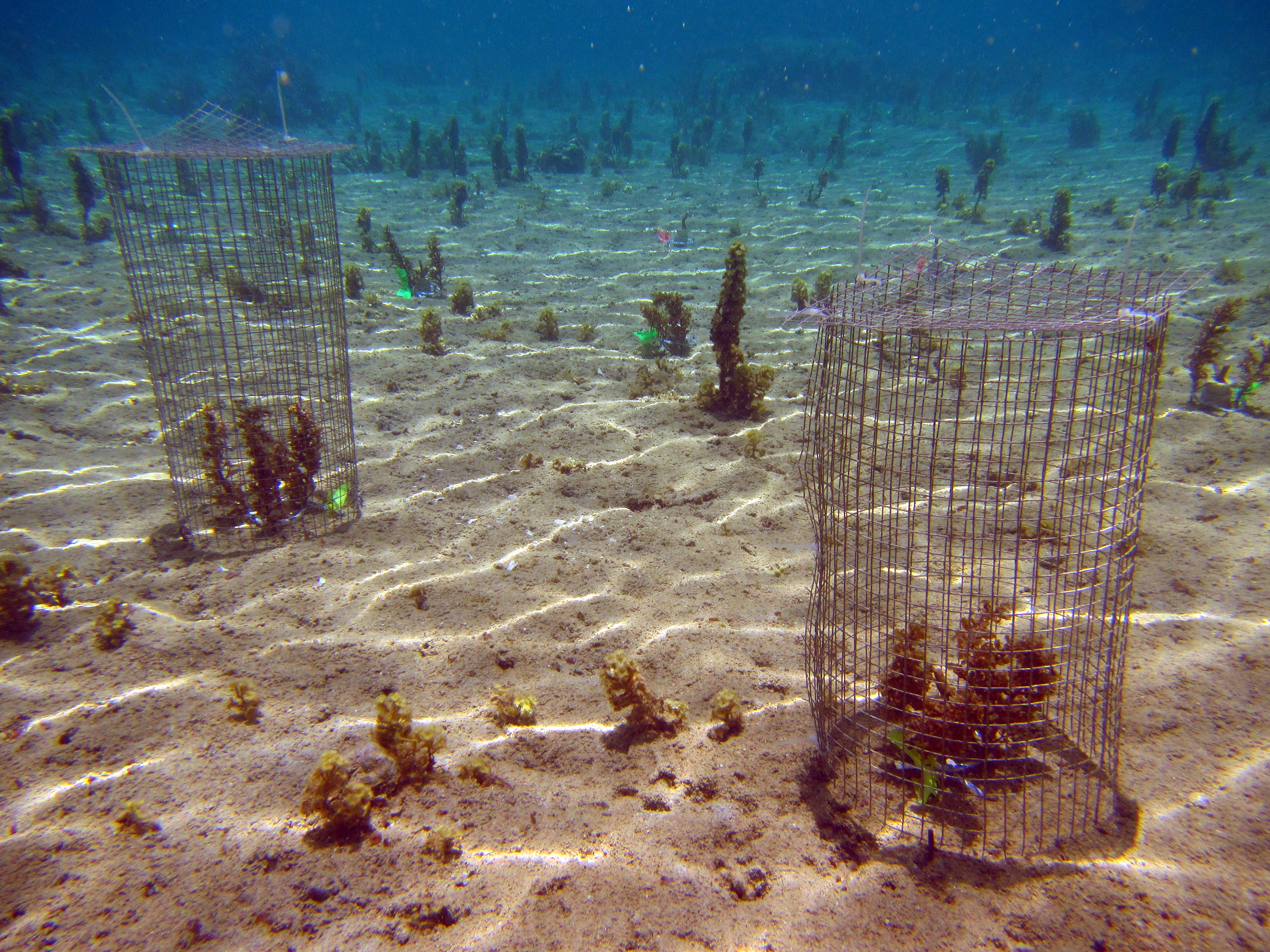Cages fabricated on the sea floor allow experimentation to understand the role of seaweeds in protecting corals from attack by crown-of-thorns sea stars. (Credit: Cody Clements, Georgia Tech)