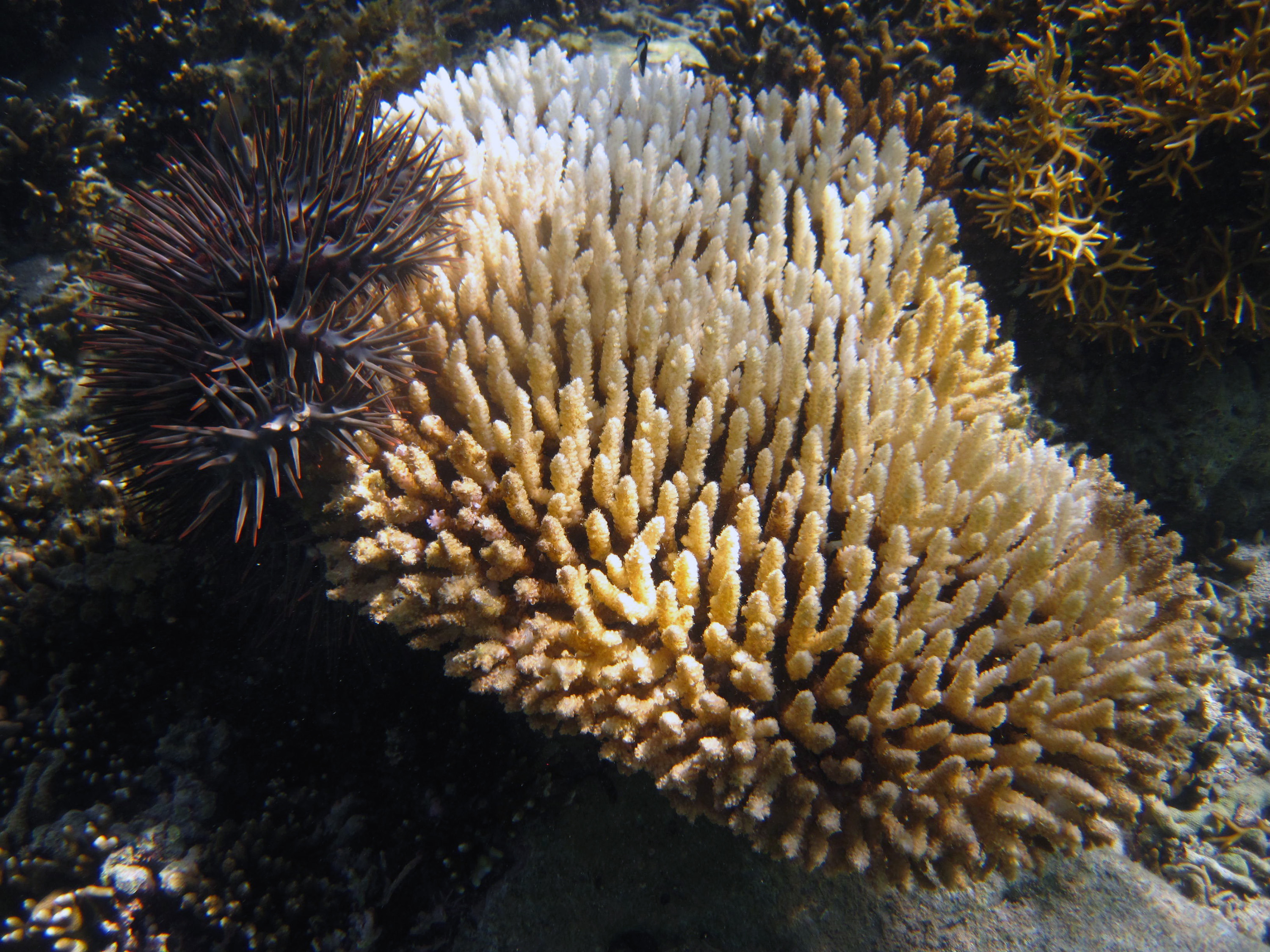 A crown-of-thorns sea star eating a coral from the genus Acropora, which is a preferred meal for the organism. The photos were taken in the non-protected fishing area on Votua Reef, on the Coral Coast of the Fiji Islands. (Credit: Cody Clements, Georgia Tech)