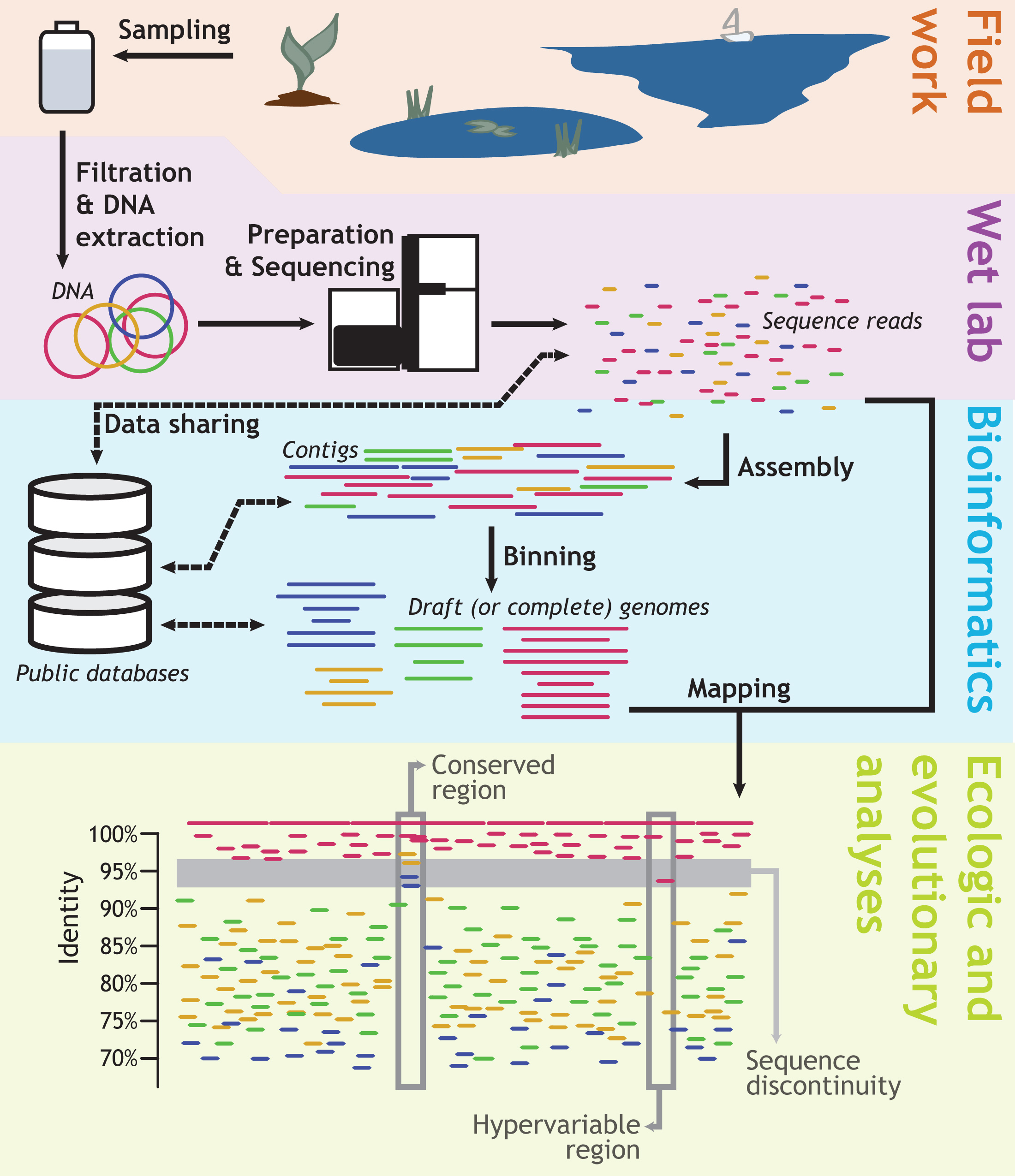 Diagram shows the major steps taken in research conducted on communities of microbes in lake water by the laboratory of Kostas Konstantinidis at Georgia Tech. The focus of the NSF-supported project will be to develop the bioinformatics tools that will enable genomic and meta-genomic research. (Modified with permission from Microbe Magazine, March 2014, p. 111)