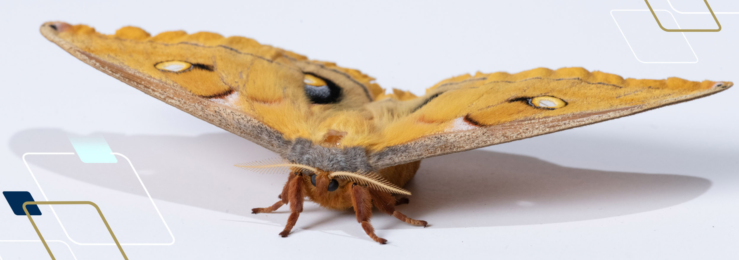 Researchers found that hawkmoth flight muscles exhibit delayed stretch activation, a hallmark of asynchronous flight.
