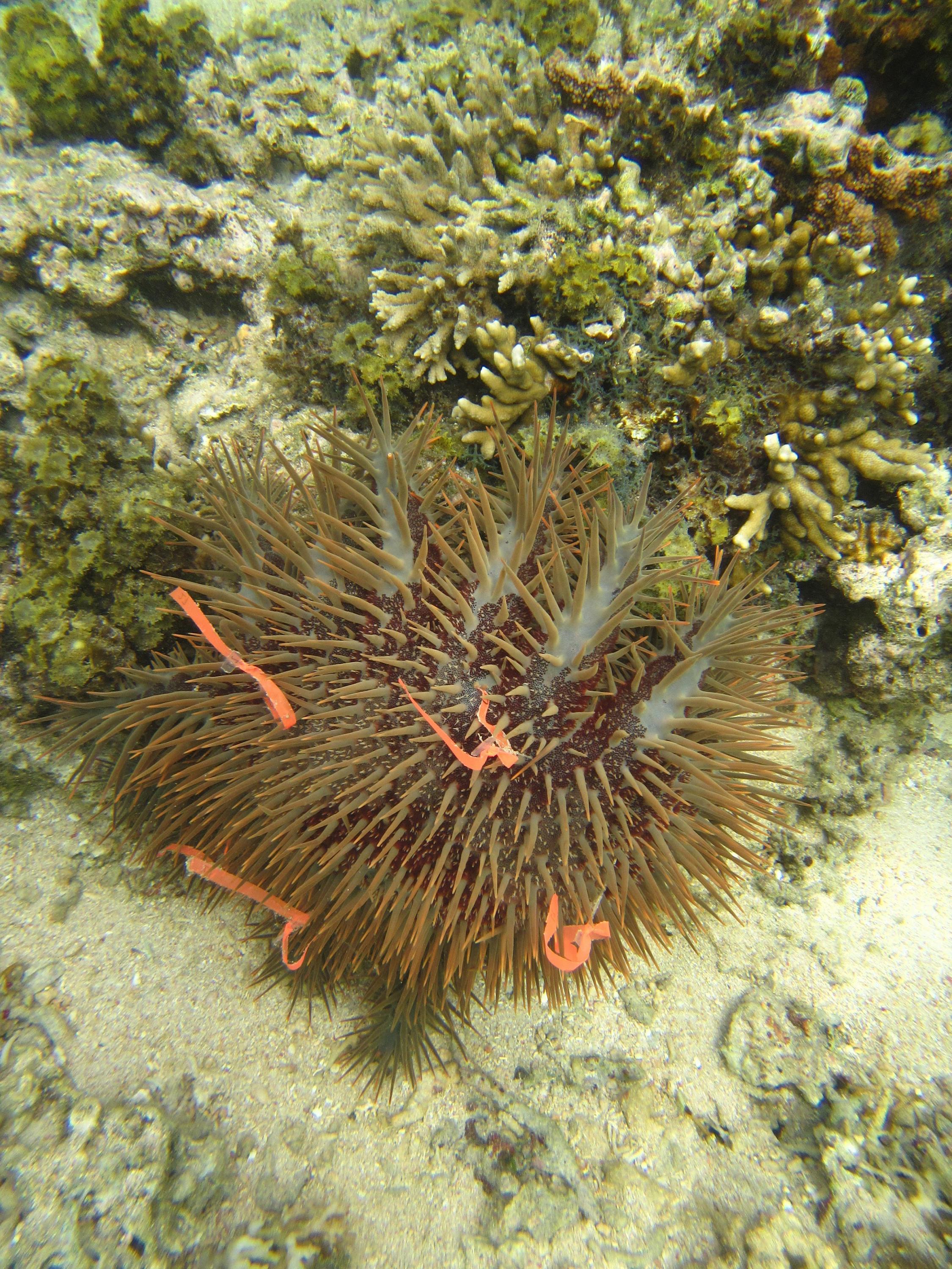 To track individual sea stars as they moved through coral reef ecosystems, Georgia Tech researchers tagged them. (Credit: Cody Clements, Georgia Tech)