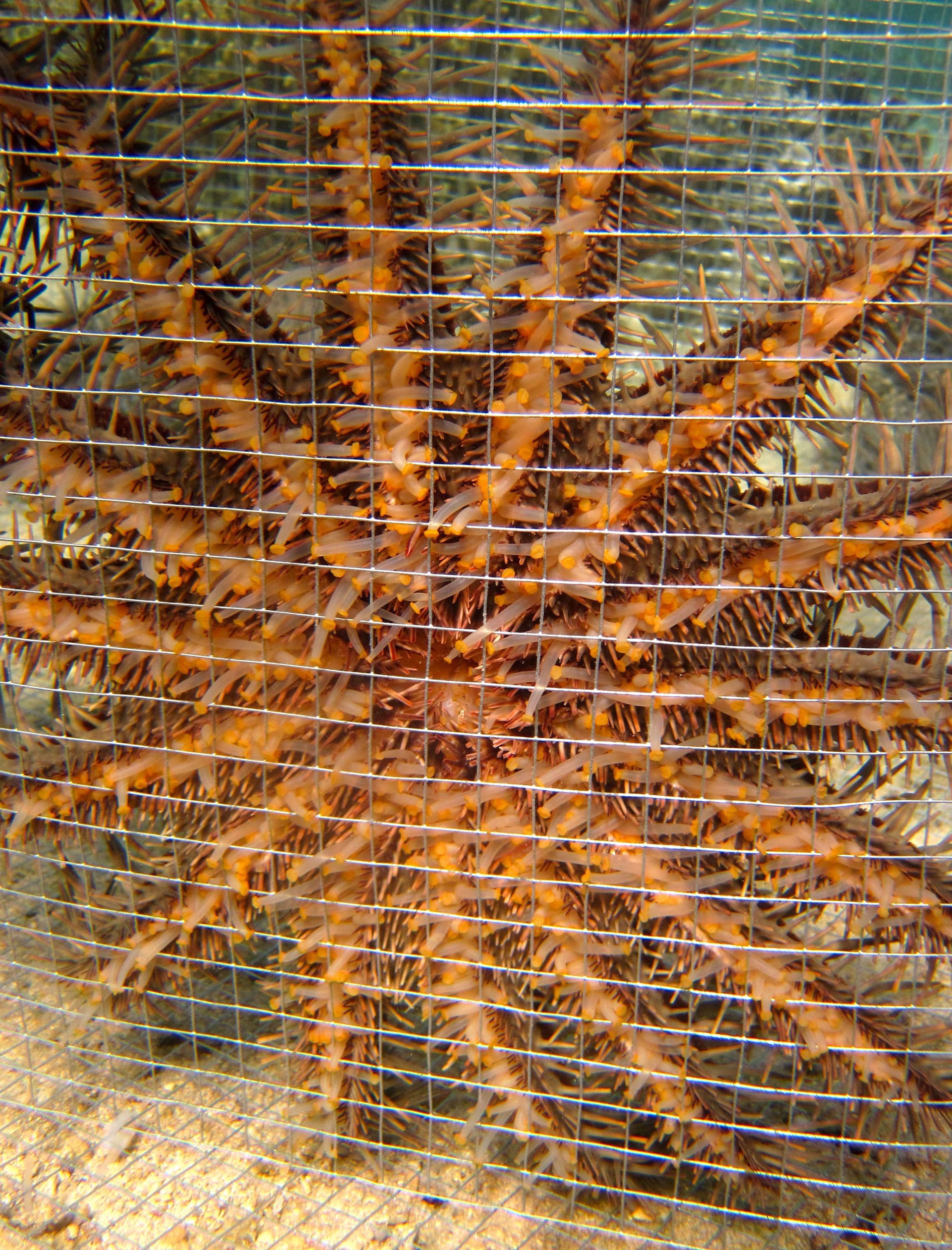 A crown-of-thorns sea star is shown in a cage used to hold the animals prior to release at the border of a marine protected area in the Fiji Islands. (Credit: Cody Clements, Georgia Tech)