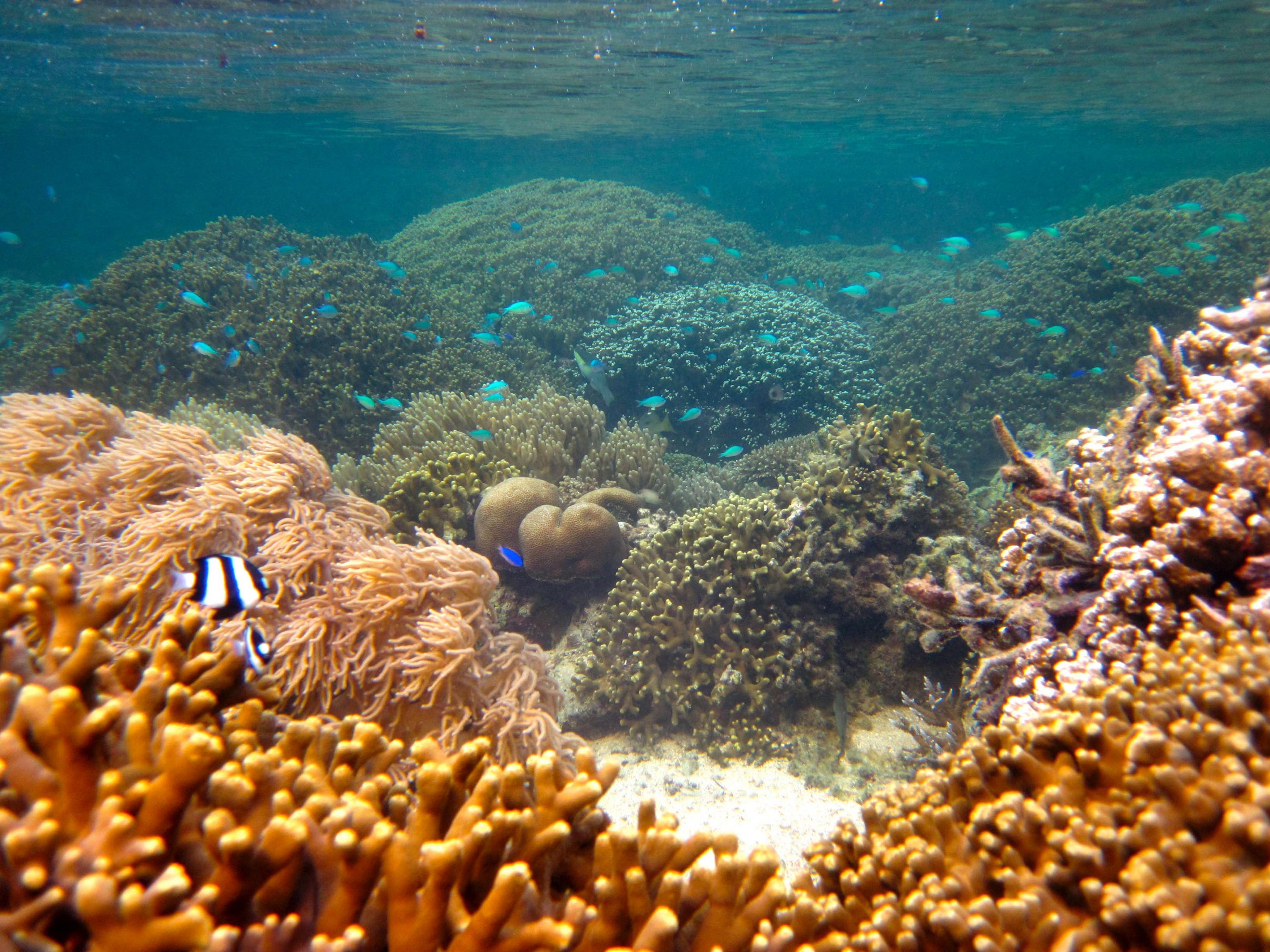 Fishes and healthy coral show the benefits of marine protected areas designed to protect reef ecosystems. (Credit: Cody Clements, Georgia Tech)