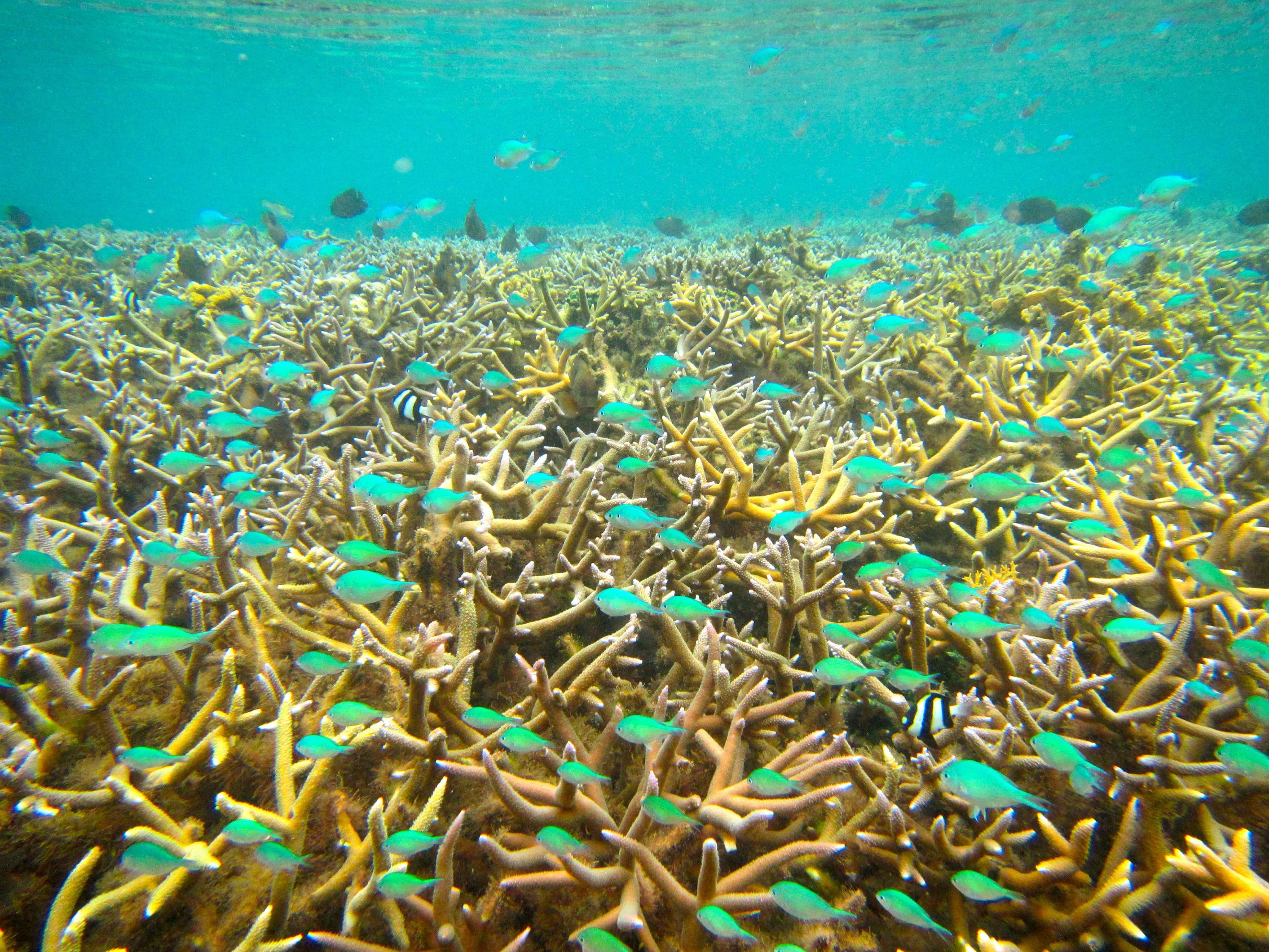Fishes and healthy coral show the benefits of marine protected areas designed to protect reef ecosystems. (Credit: Cody Clements, Georgia Tech)