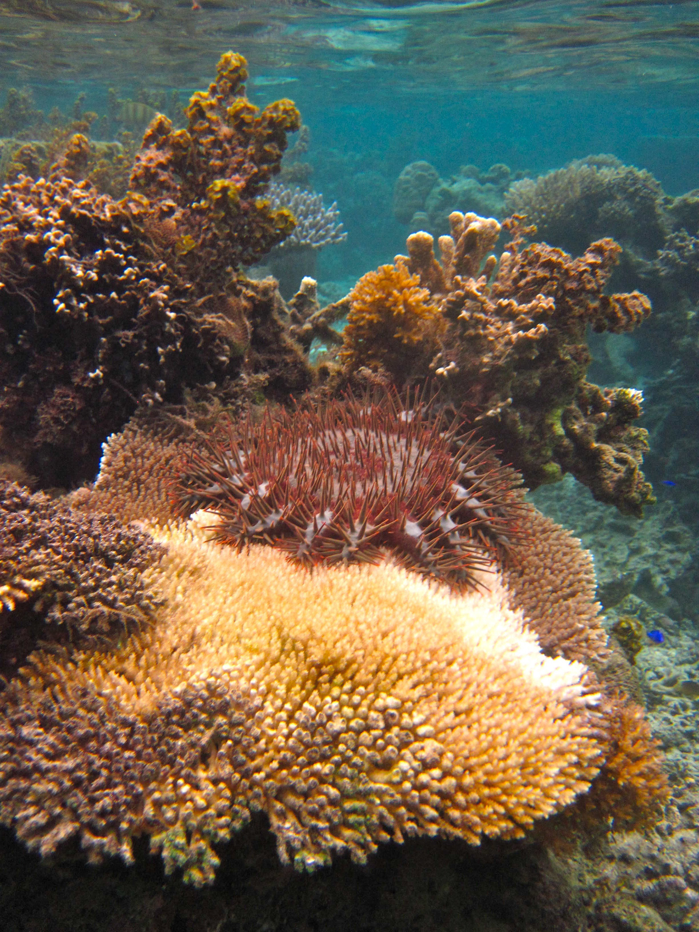 A crown-of-thorns sea star is shown on a coral reef in the Fiji Islands. Researchers found that the sea stars are a threat to small marine protected areas. (Credit: Cody Clements, Georgia Tech)