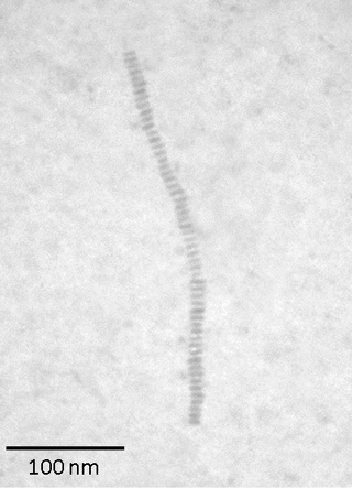 Transmission electron microscope image of barium titanate (BaTiO3) nano-necklaces. (Credit: Zhiqun Lin)