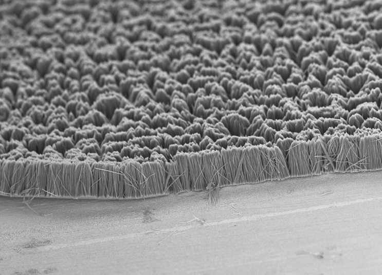 This scanning electron microscope image shows vertical polythiophene nanofiber arrays grown on a metal substrate. The arrays contained either solid fibers or hollow tubes, depending on the diameter of the pores used to grow them. (Credit: Virendra Singh)