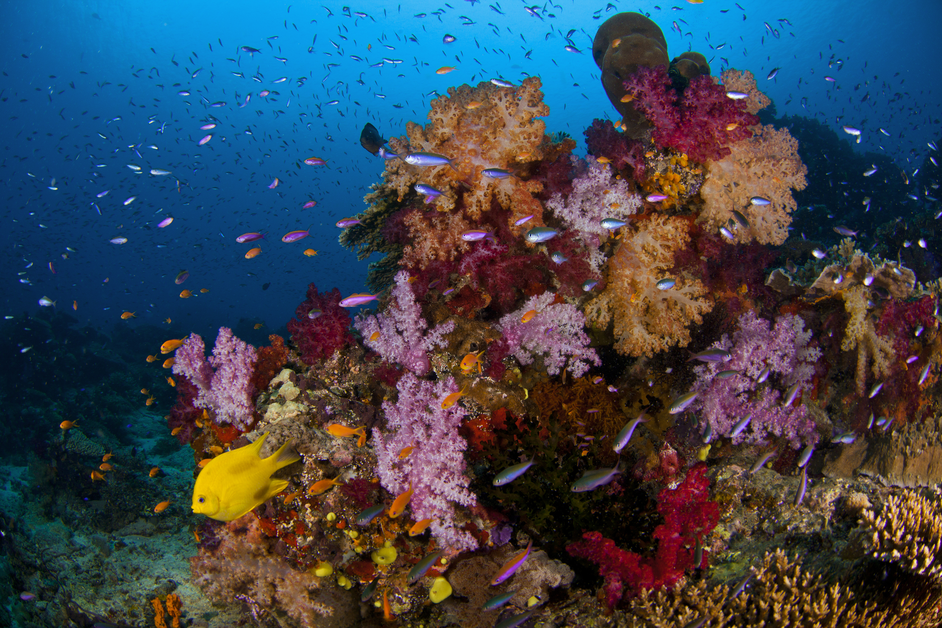 At a lively reef where fishing is banned, corals thrive, and fish eat seaweed that would otherwise vastly outcompete and endanger the corals. Fisheries regulations appear to protect reefs and may buy some insurance against mass coral death in ocean warming events. But even protected reefs die off if their waters get too hot too long. Credit: Georgia Tech / Hay lab