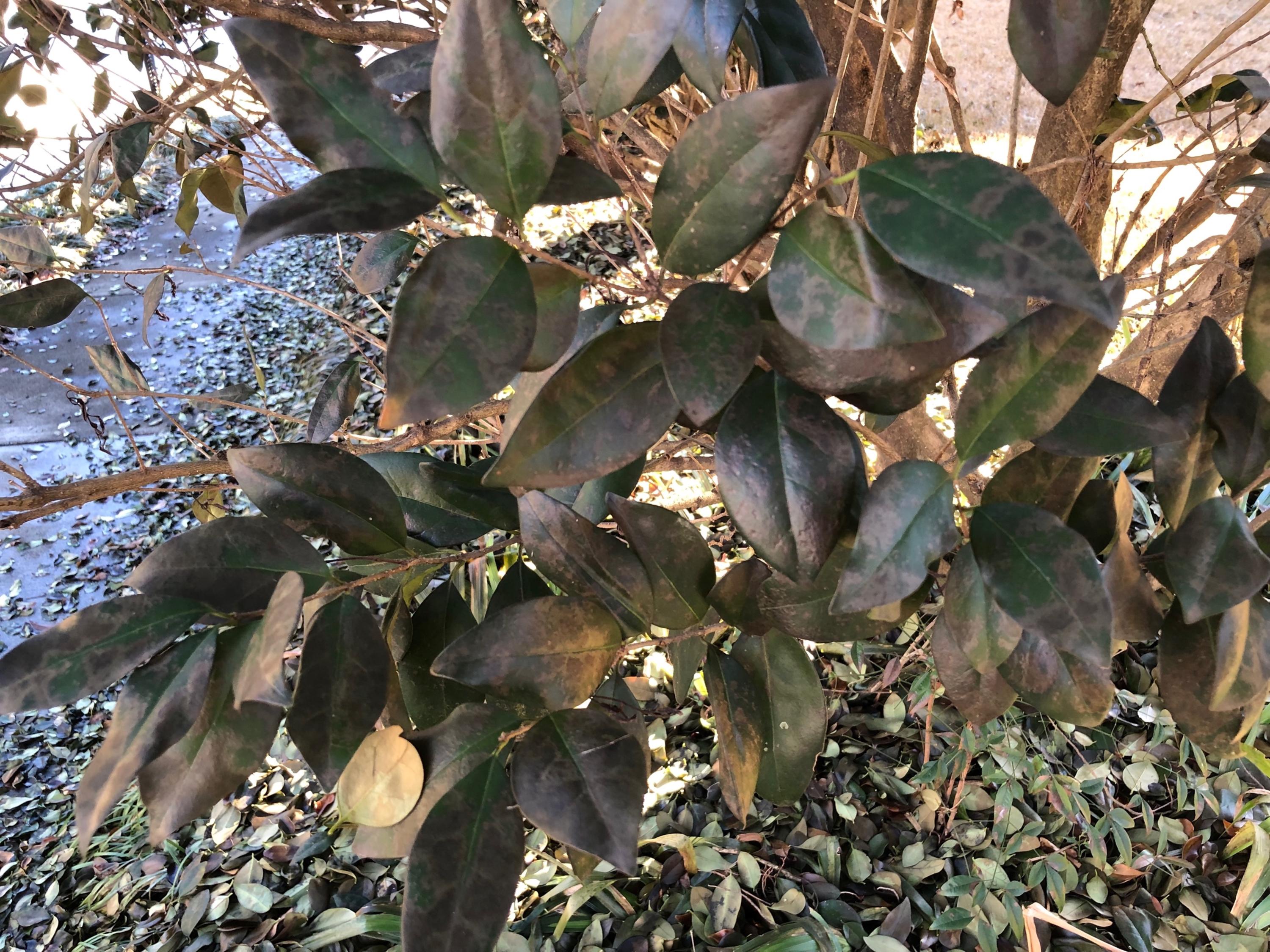 The leaves of this ligustrum hedge were damaged by frost, and most eventually fell.