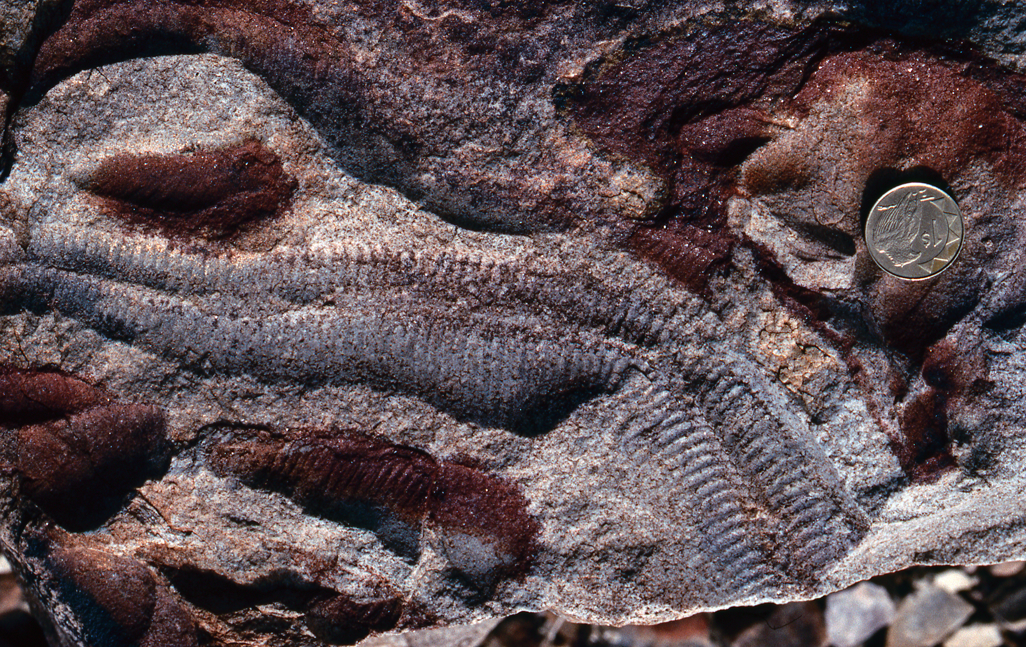  Earliest animals evolved in the mid to late Proterozoic Eon and lie deep in the fossil record. Depicted in the photo is an example of the Pteridinium genus. Credit: Douglas Erwin / National Museum of Natural History