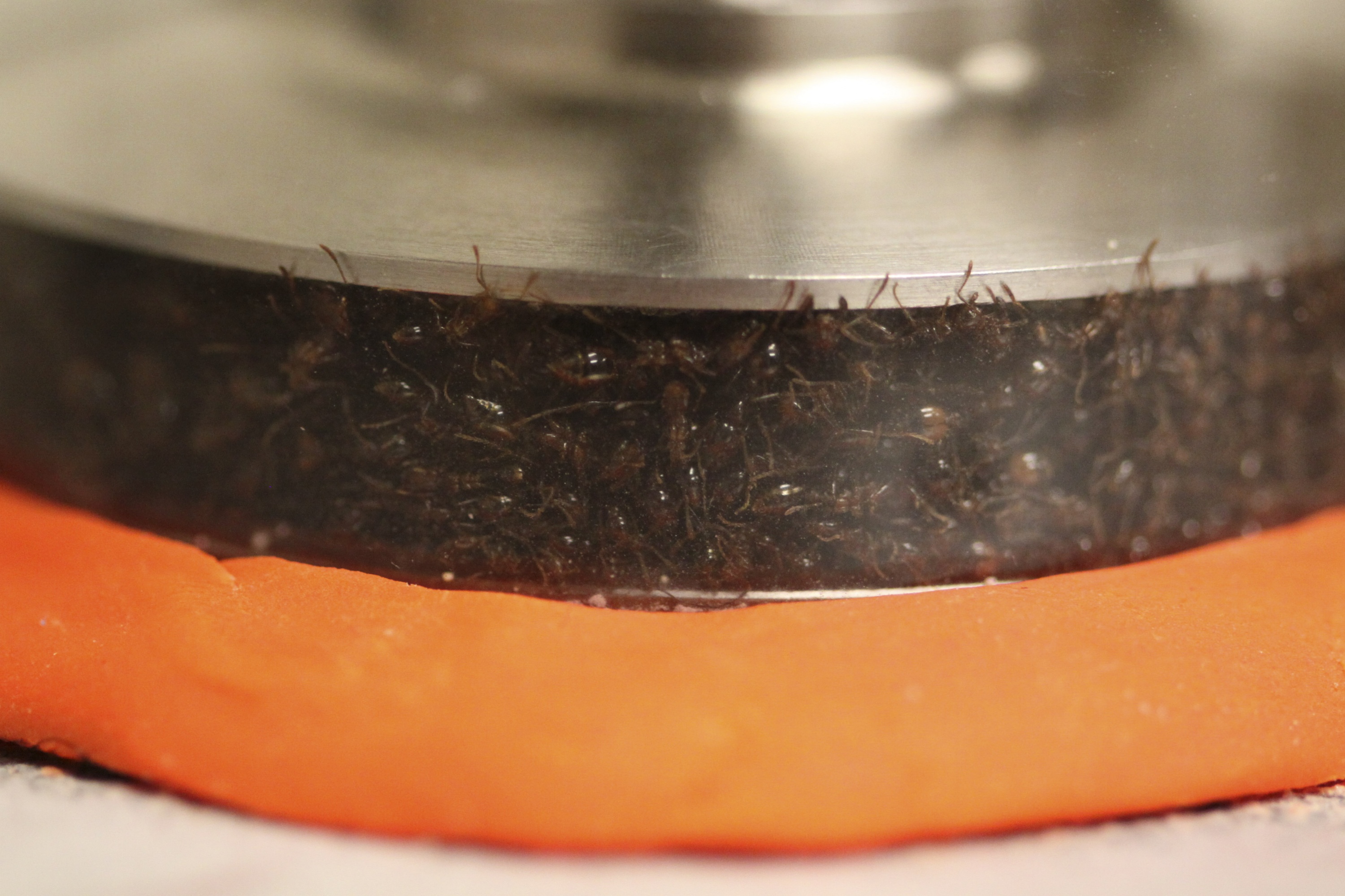Ants were put in a rheometer, a machine used to test the solid-like and liquid-like response of materials such as food, hand cream or melted plastic.