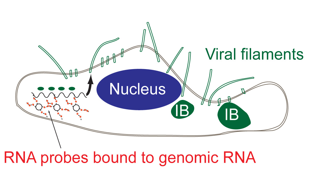 Diagram shows how the probe enters a cell to tag the viral RNA to provide information on replication. (Image courtesy of Eric Alonas and Philip Santangelo)