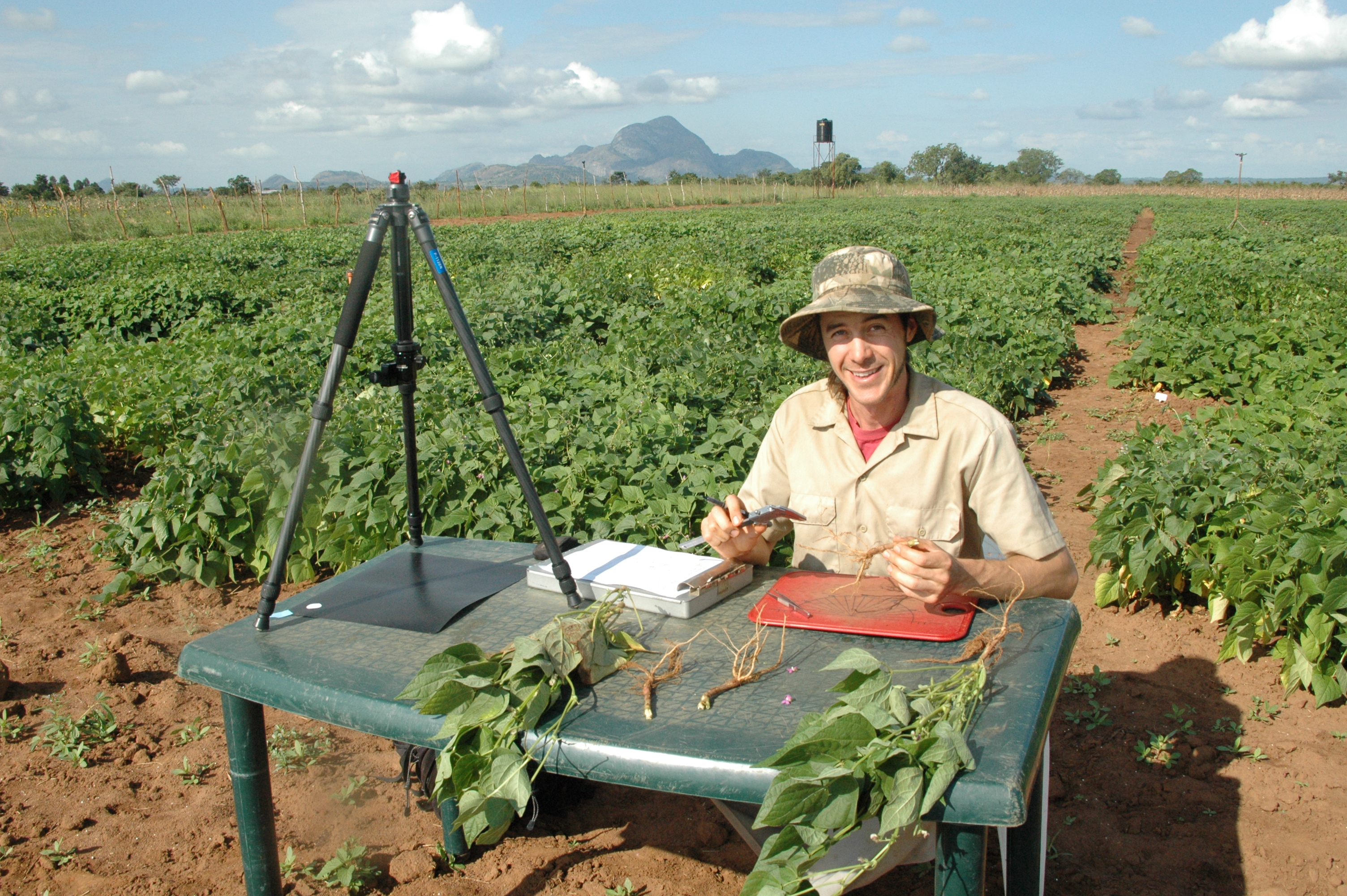 Researcher James Burridge of Penn State University determines root phenotypes manually and with a prototype of the imaging system.(Credit: Penn State University)