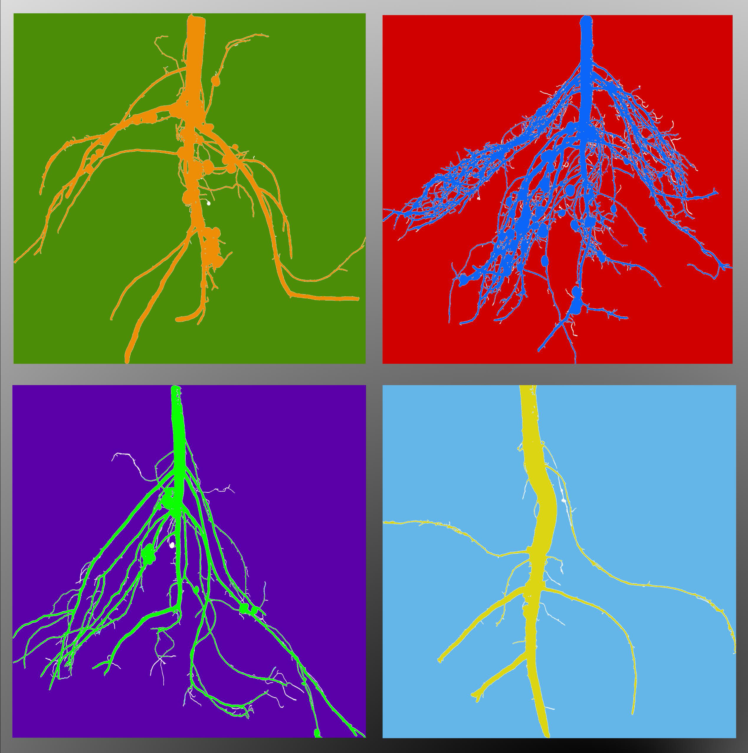 Graphic produced for the cover of the October 2014 issue of the journal Plant Physiology by Alexander Bucksch. The image is composed of computed binary image masks of cowpea roots.Copyright by the American Society of Plant Biologists, reprinted with permission.