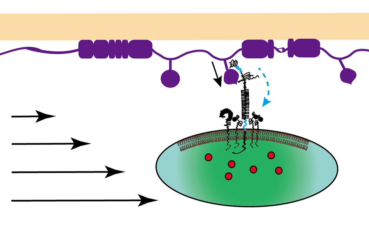 A platelet interacts with the injured vascular surface at the beginning of blood clotting. The platelet uses a glycoprotein molecule to bind von Willebrand factor (VWF) to resist the dislodging force from the bloodstream. The force unfolds the domain of the molecule that binds VWF, which prolongs binding and promotes unfolding of the domain of the molecule that is close to the platelet membrane. These cooperative unfolding events lead to strong calcium signaling inside the platelet. (Credit: Yunfeng Chen, G