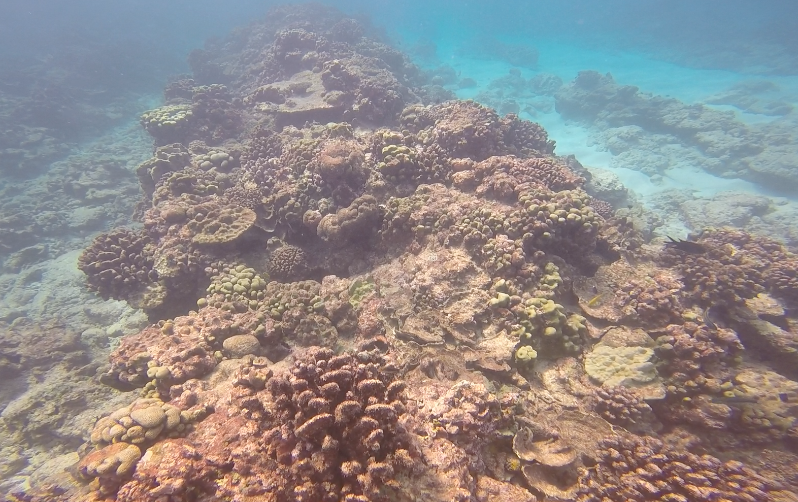 Christmas Island is approximately 1,300 miles south of Hawaii.