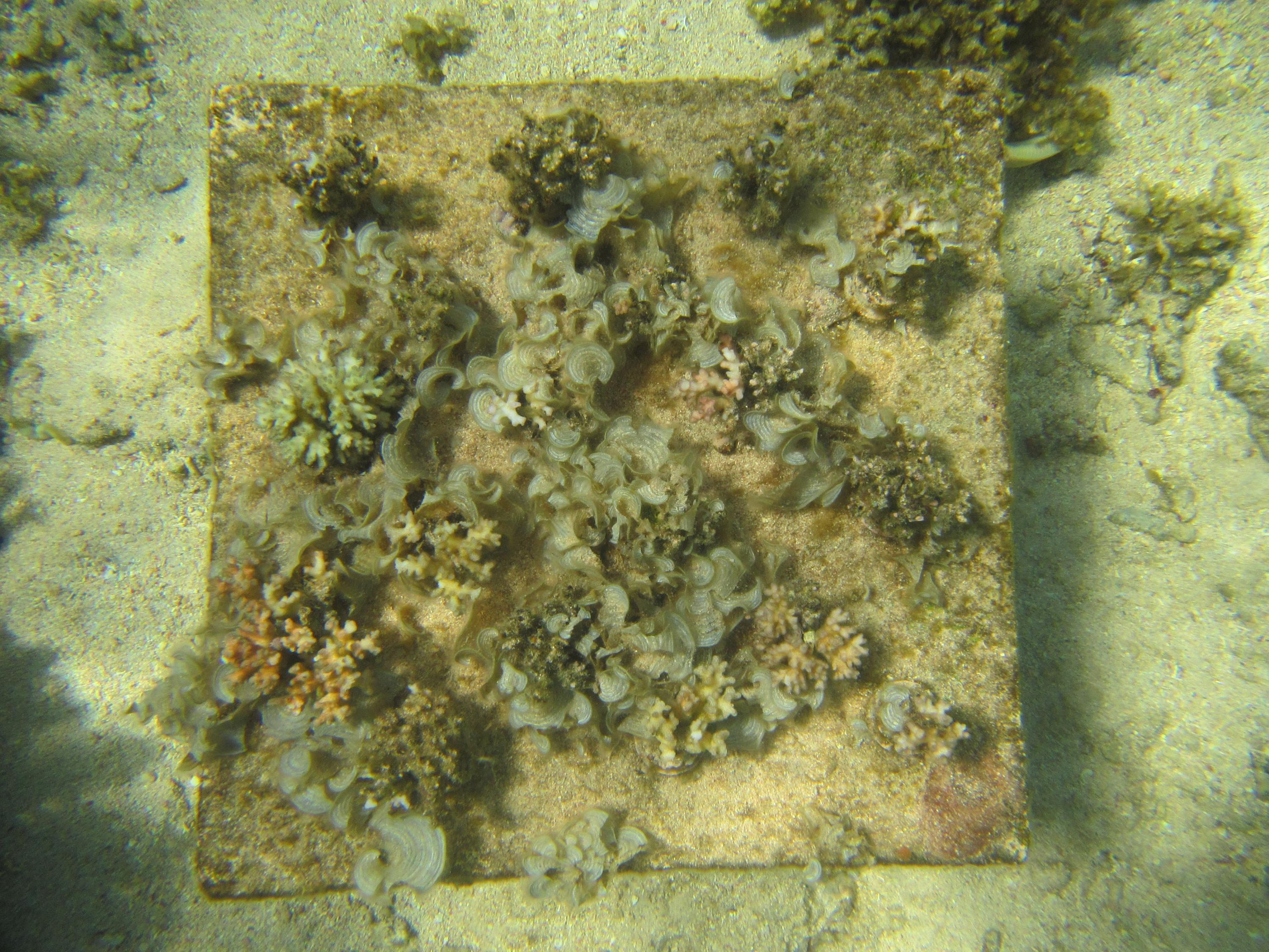 At an over-fished Pacific reef, seaweed has taken over, diminishing coral populations to a fraction of what they would be otherwise. Credit: Georgia Tech / Hay lab
