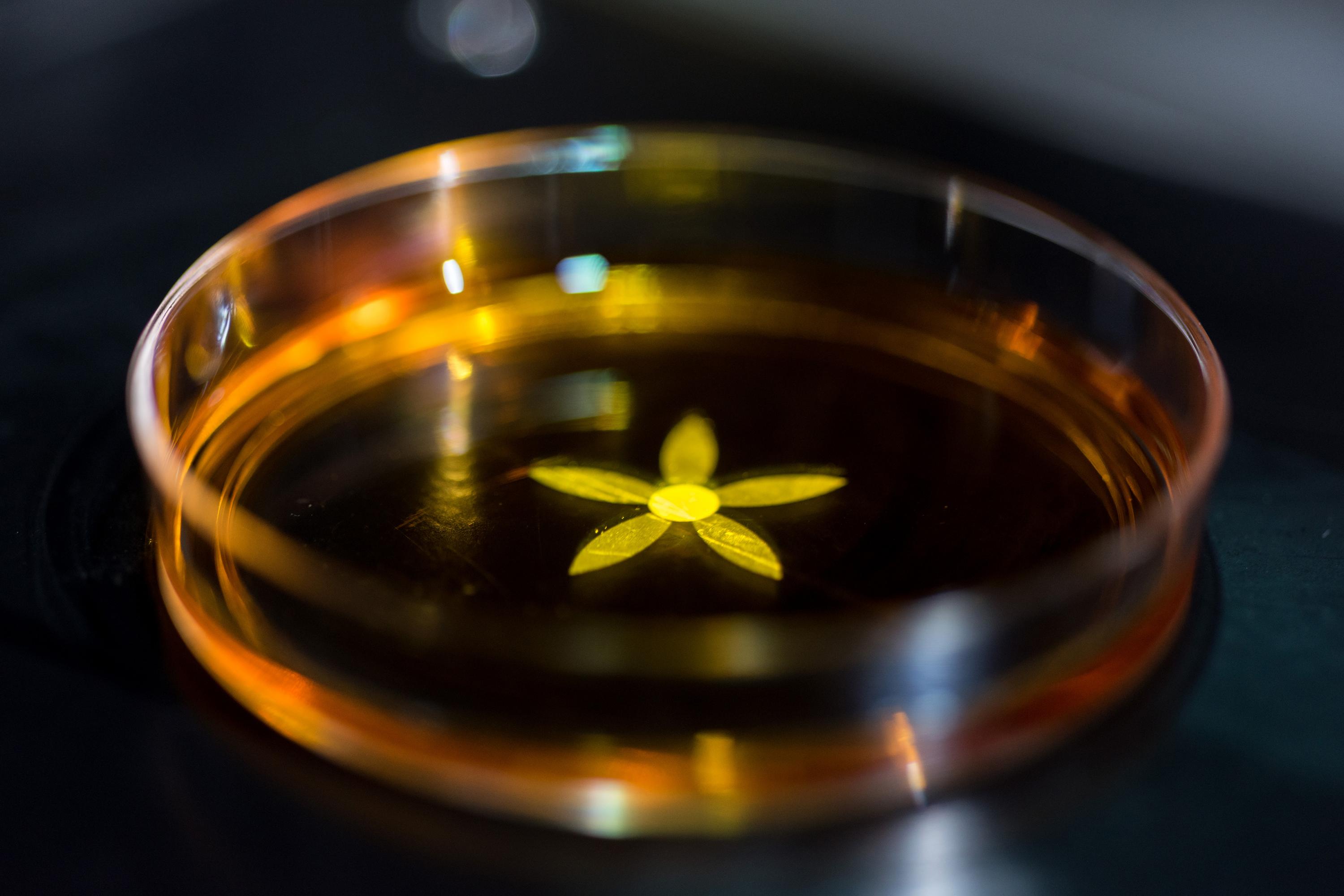 A grayscale pattern used to create a self-folding flower is projected into a glass container. Light from the pattern forms a solid polymer which is differentially crosslinked, creating stress in the material. The structure folds when it is removed from the liquid. (Credit: Rob Felt, Georgia Tech)