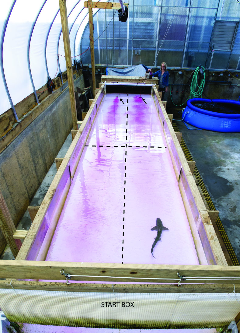 A smooth dogfish swims in a flume at Woods Hole Oceanographic Institute in Massachusetts. Arrows point to the brick baffles and the source of the food odor plume. The start box holding area is also labeled. Dashed lines indicate the flume quadrants used to determine activity level through number of lines crossed. Credit: Danielle Dixson
