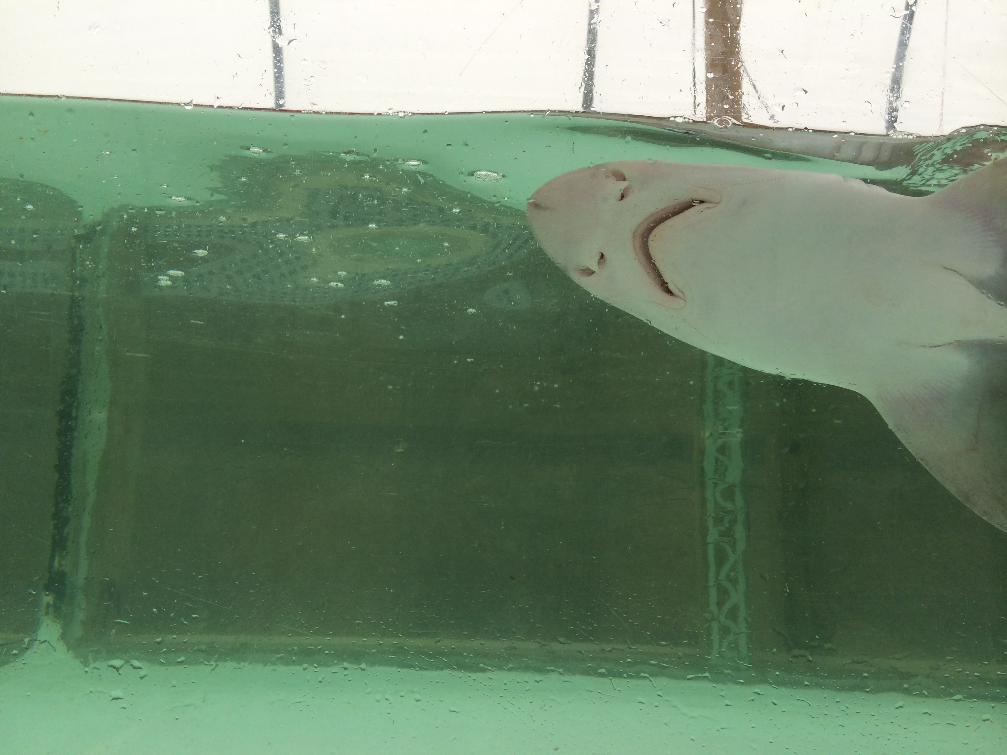The new study is the first time that sharks’ ability to sense the odor of their food has been tested under conditions that simulate the acidity levels expected in the oceans by the turn of the century. Credit: Danielle Dixson