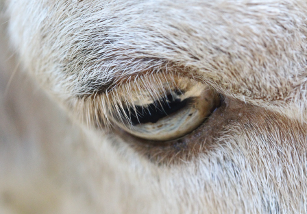 Eyelashes of a sheep.