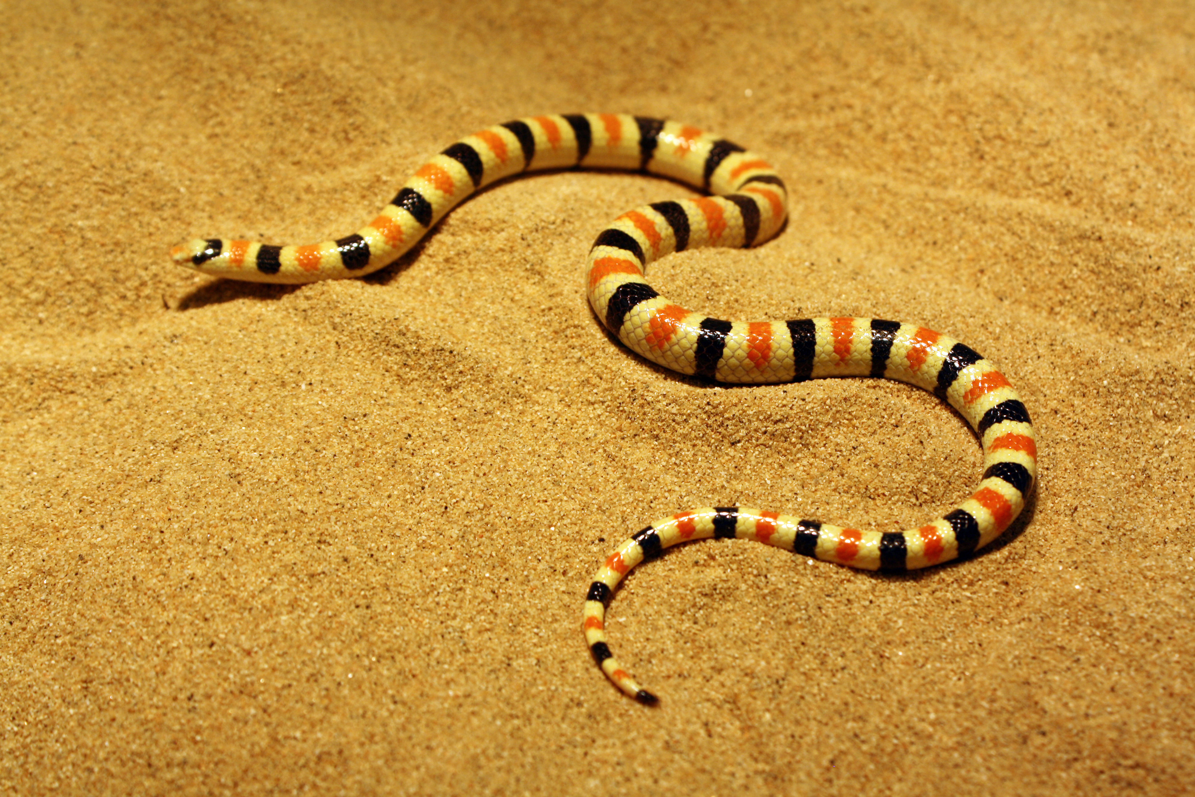 The shovel-nosed snake, which is found in the Mojave Desert of the southeast United States, has an elongated body and low-friction skin, which allow it to swim through sand rapidly and efficiently. It is shown here in a bed of sand in a Georgia Tech laboratory. (Credit: Perrin Schieber)