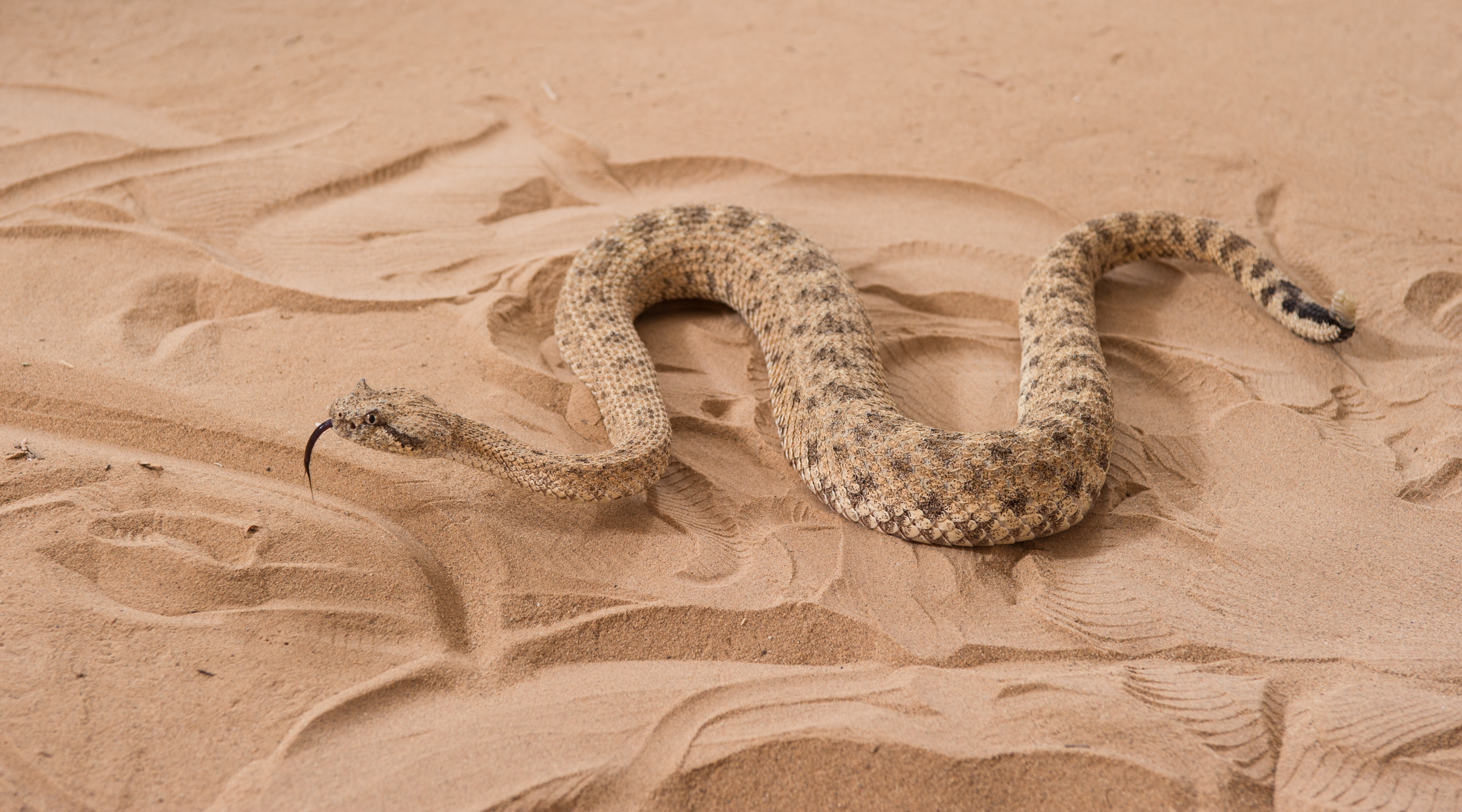 A sidewinder snake is shown in a sand-filled trackway at Zoo Atlanta. Researchers from Georgia Tech, Carnegie-Mellon University, Zoo Atlanta and Oregon State University studied the snakes to understand the unique motion they use to climb sandy slopes. (Credit: Rob Felt)